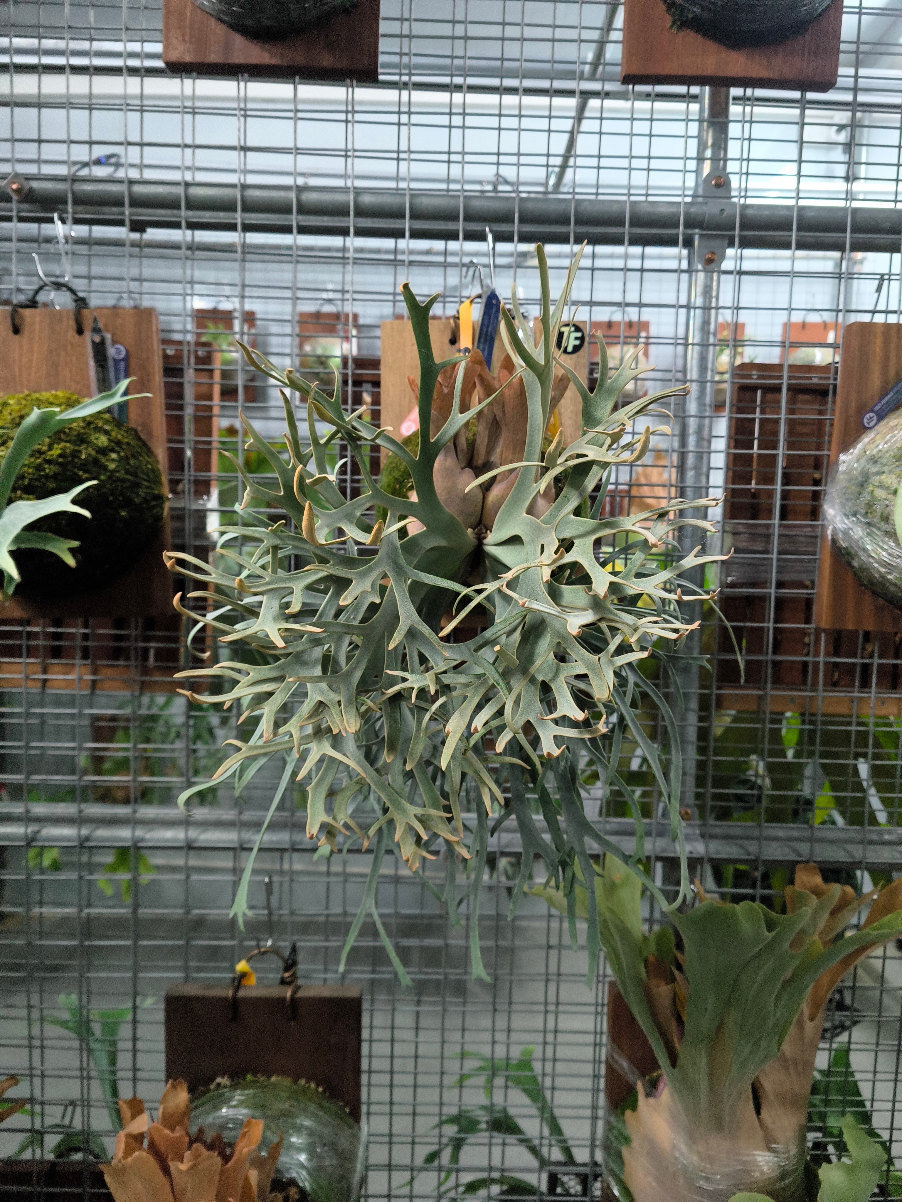 Exact plant pictured for this Platycerium retail listing