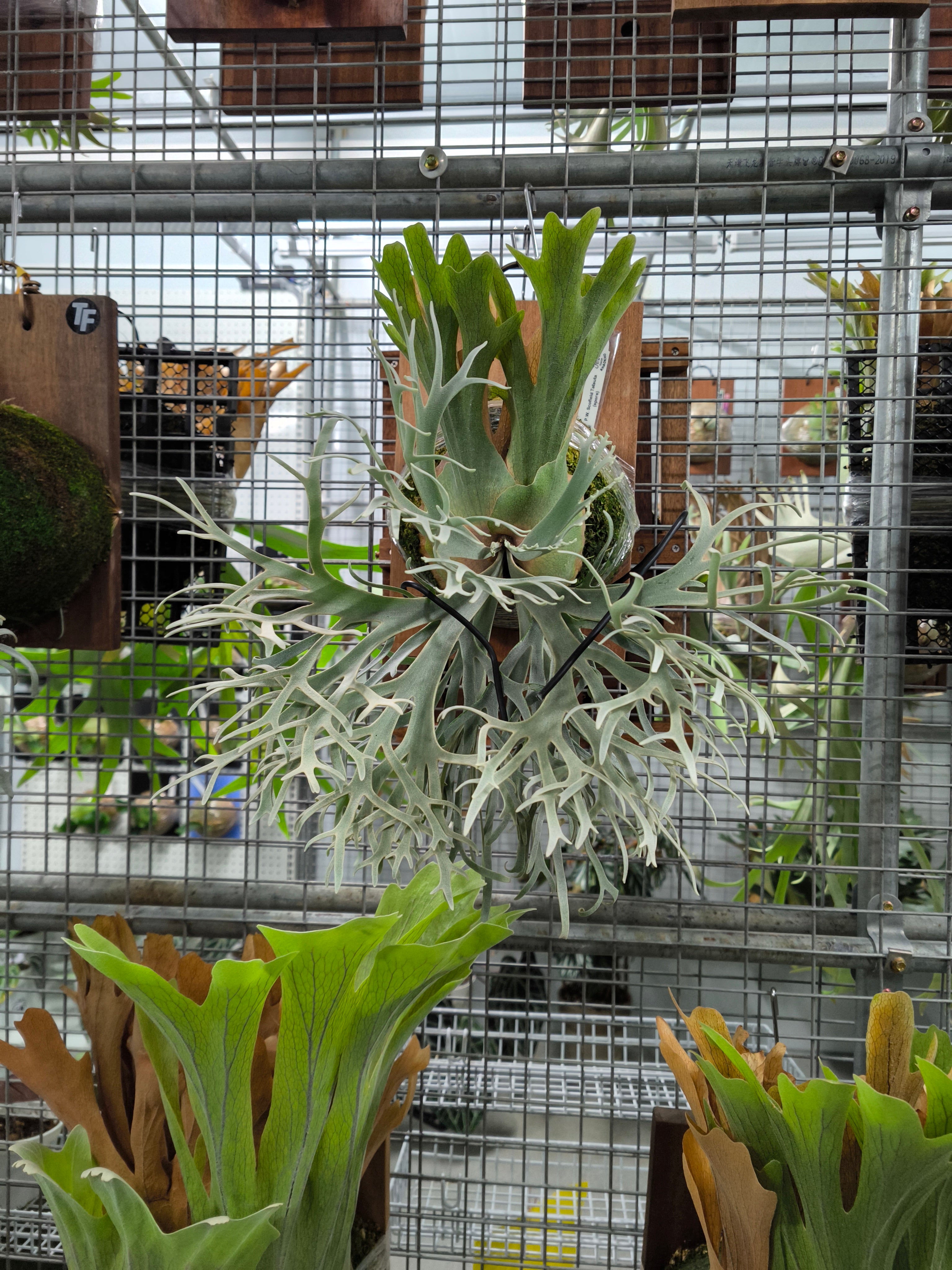 Exact plant pictured for this Platycerium retail listing