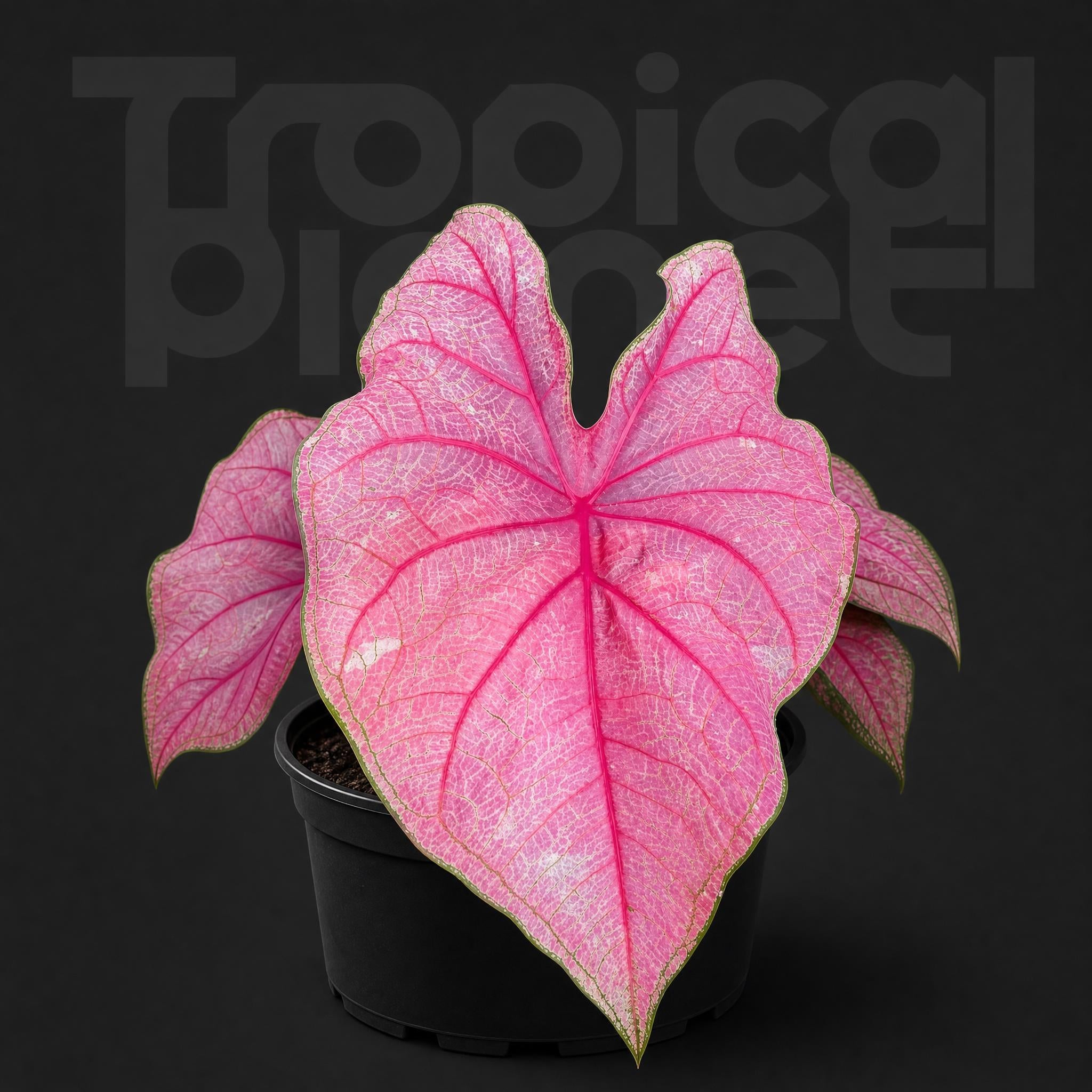 Caladium annie
