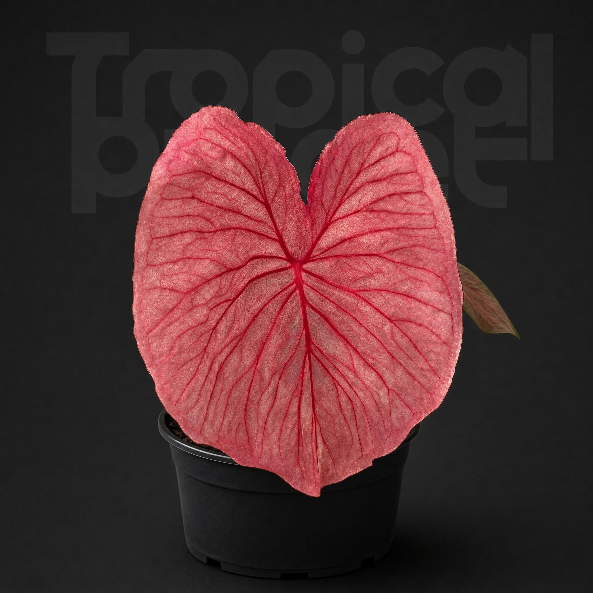 Caladium Aquaman