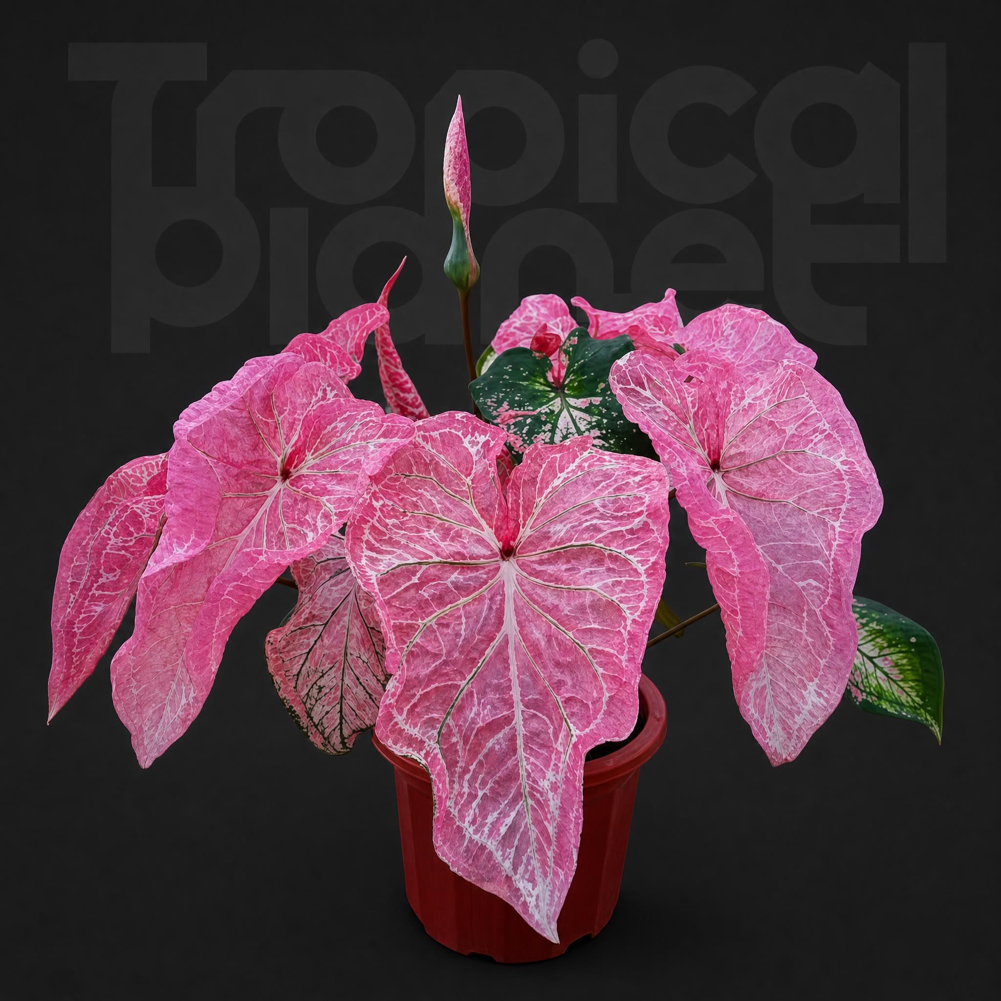 Caladium bicolor blushing bride