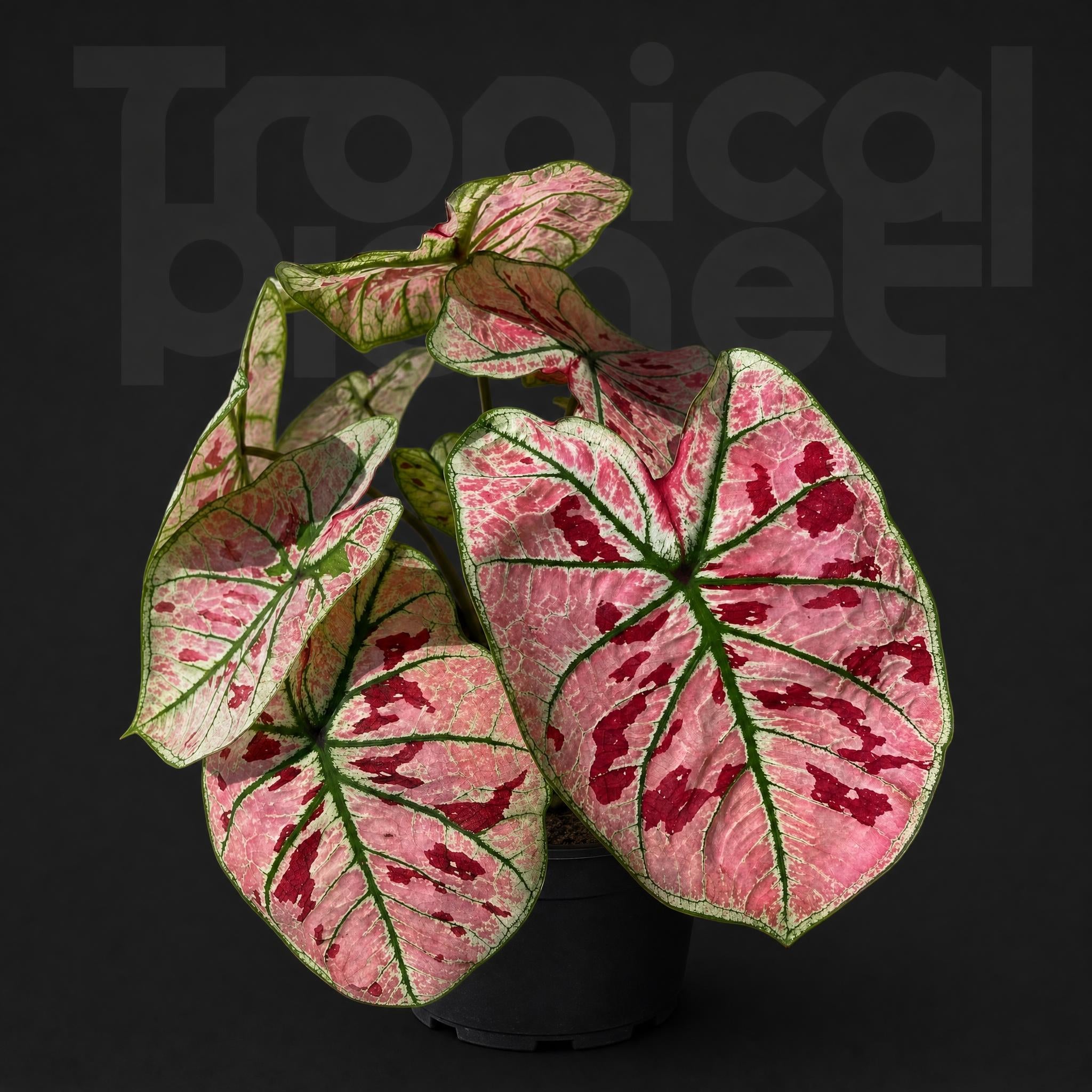 caladium-bicolor-bright-red-strawberry-25