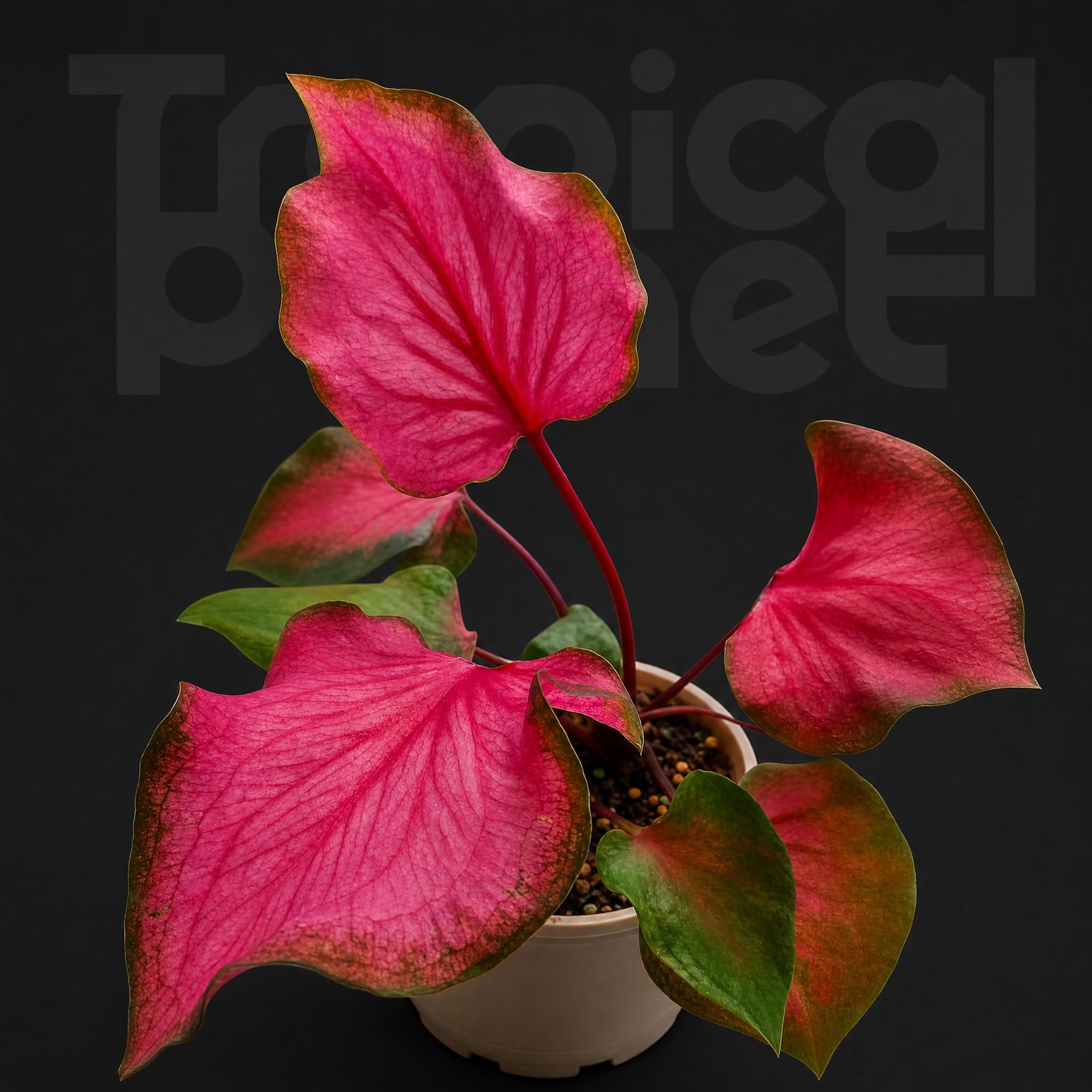 Caladium bicolor Burning Man