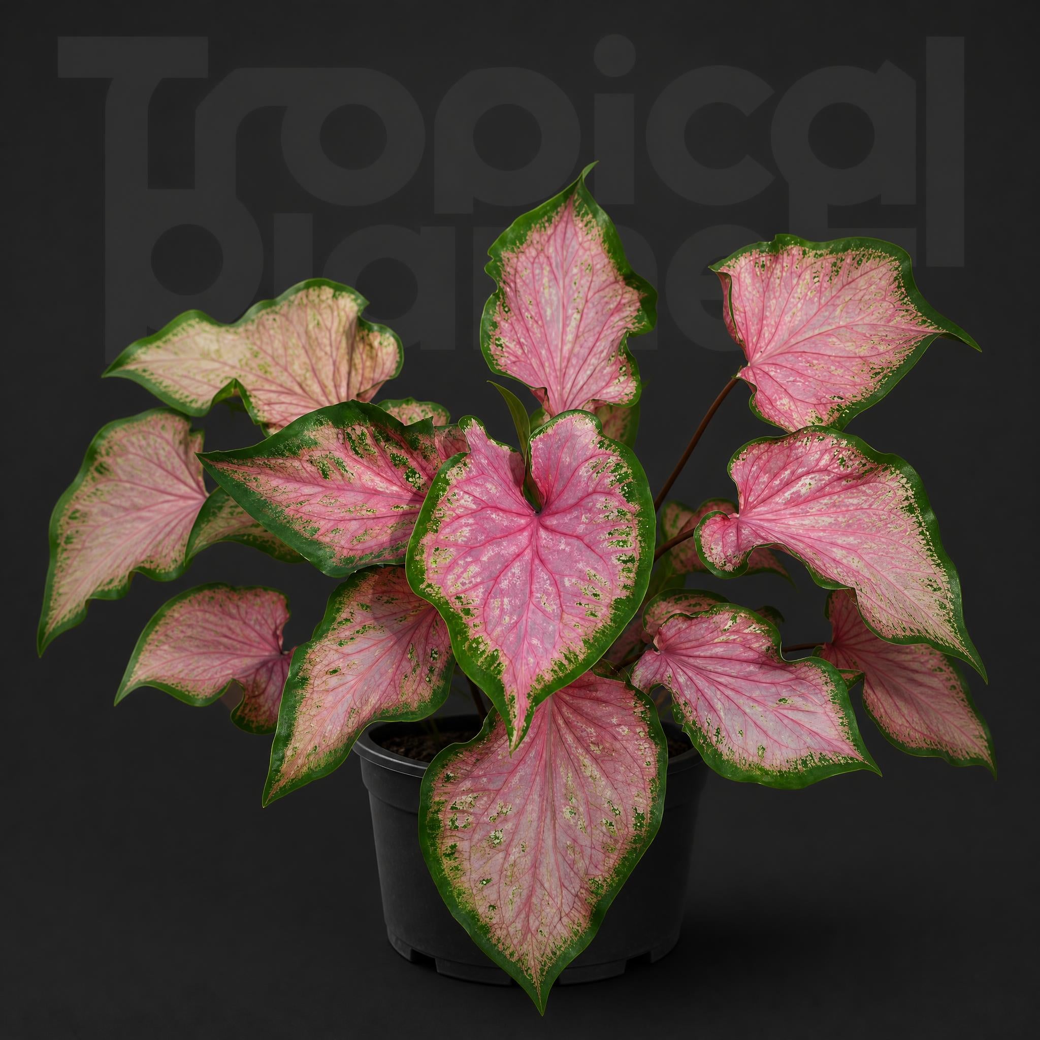 Caladium bicolor 'Fazhi Purple'