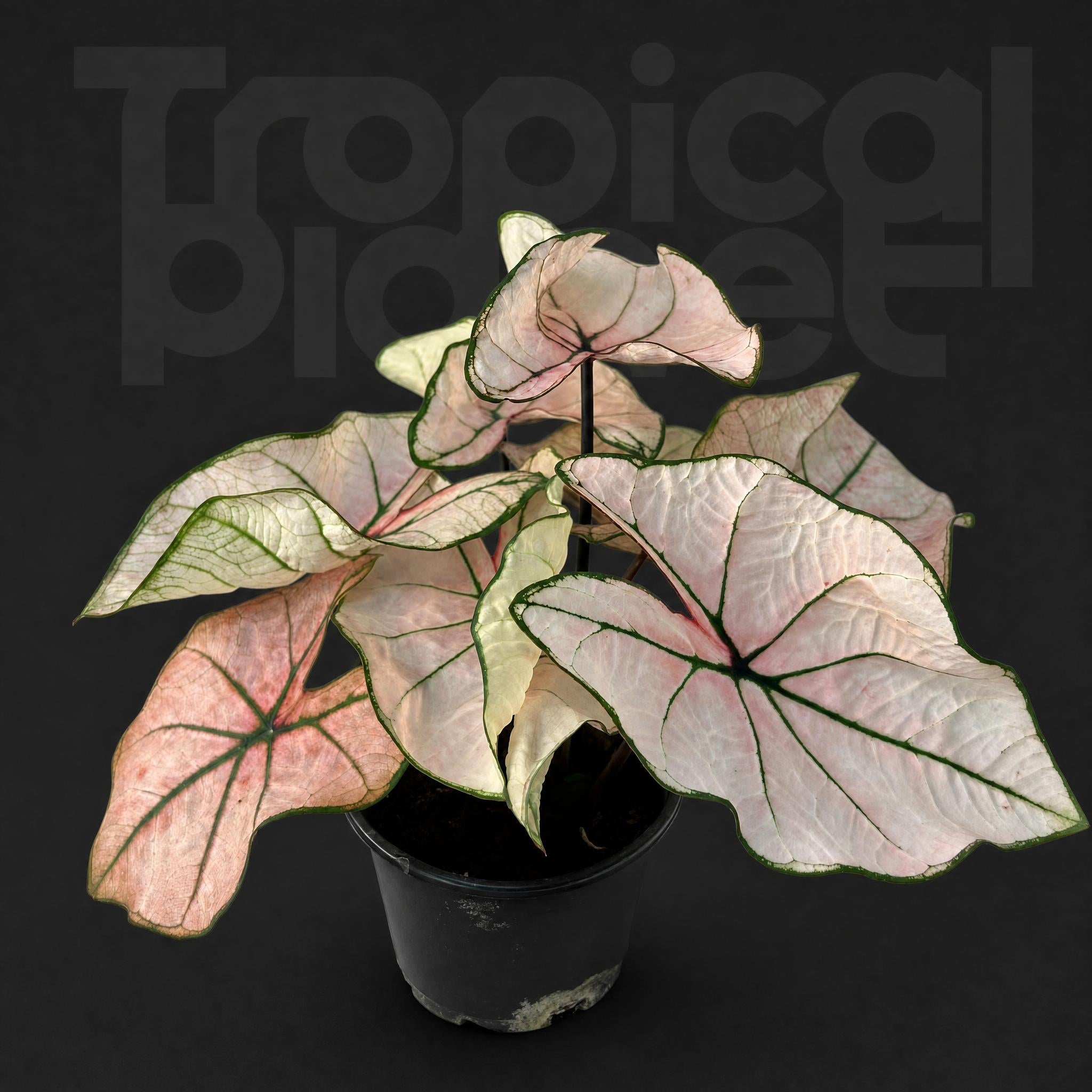 Caladium bicolor 'Pink Princess'