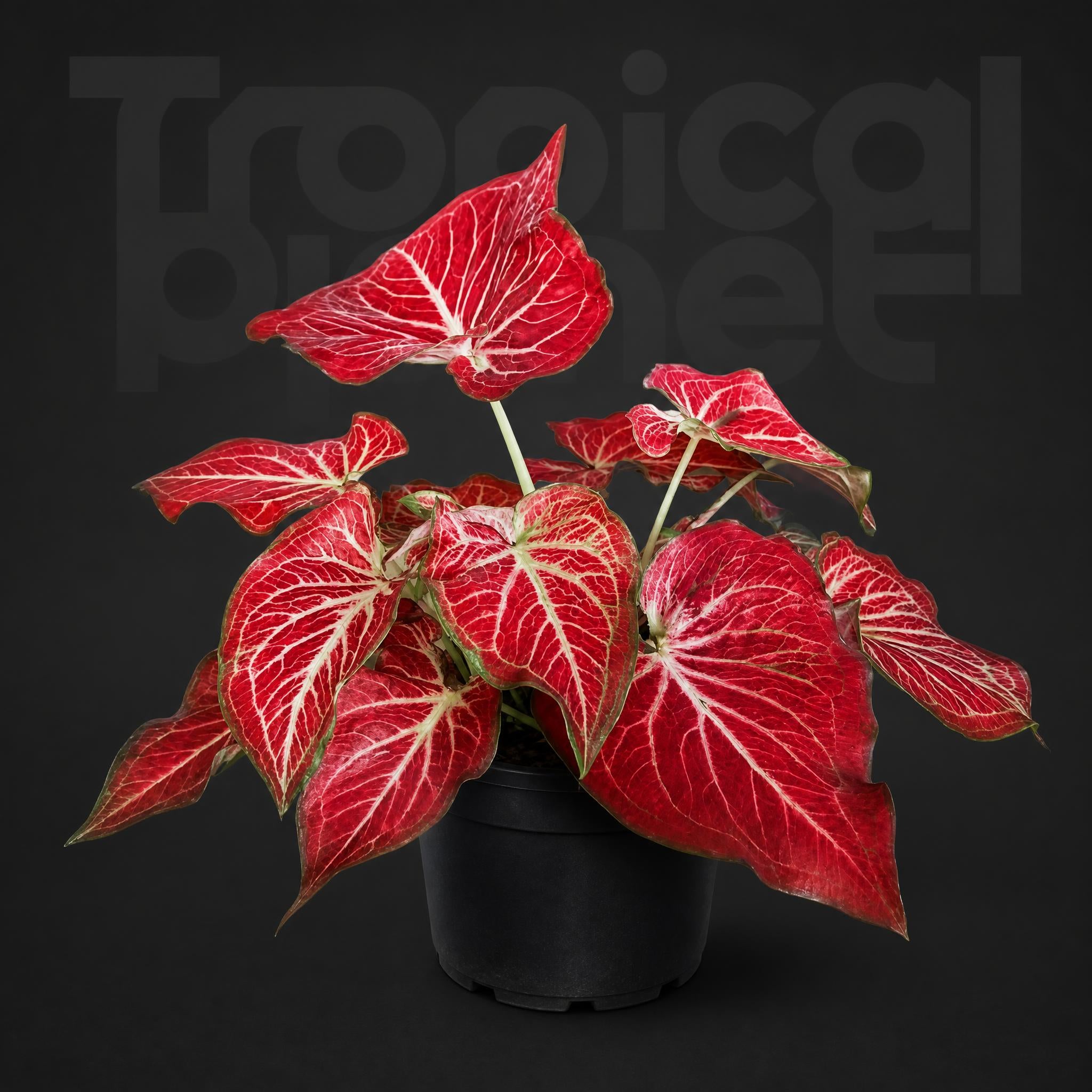 Caladium bicolor Scorching Heart