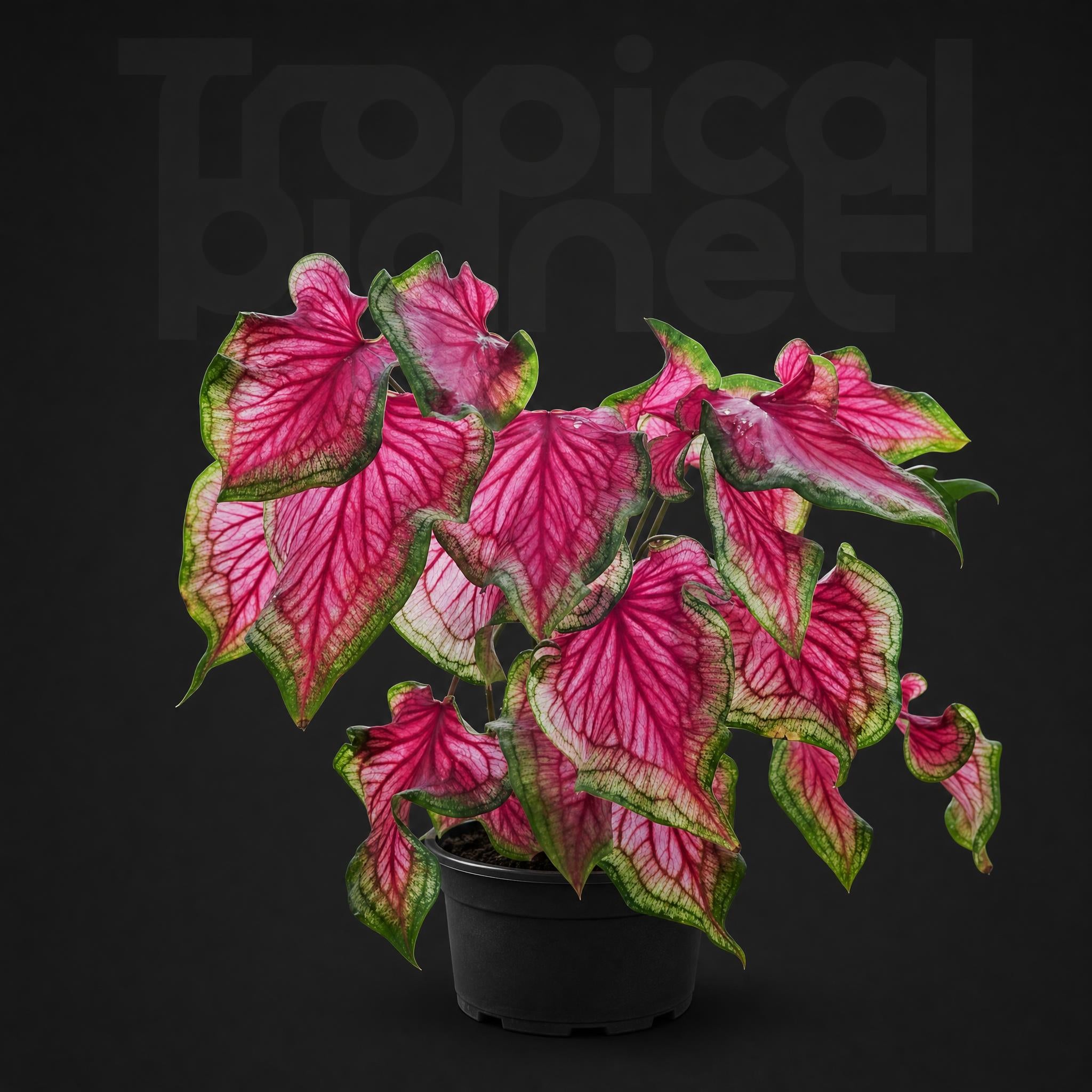 Caladium bicolor The Red Lips Queen