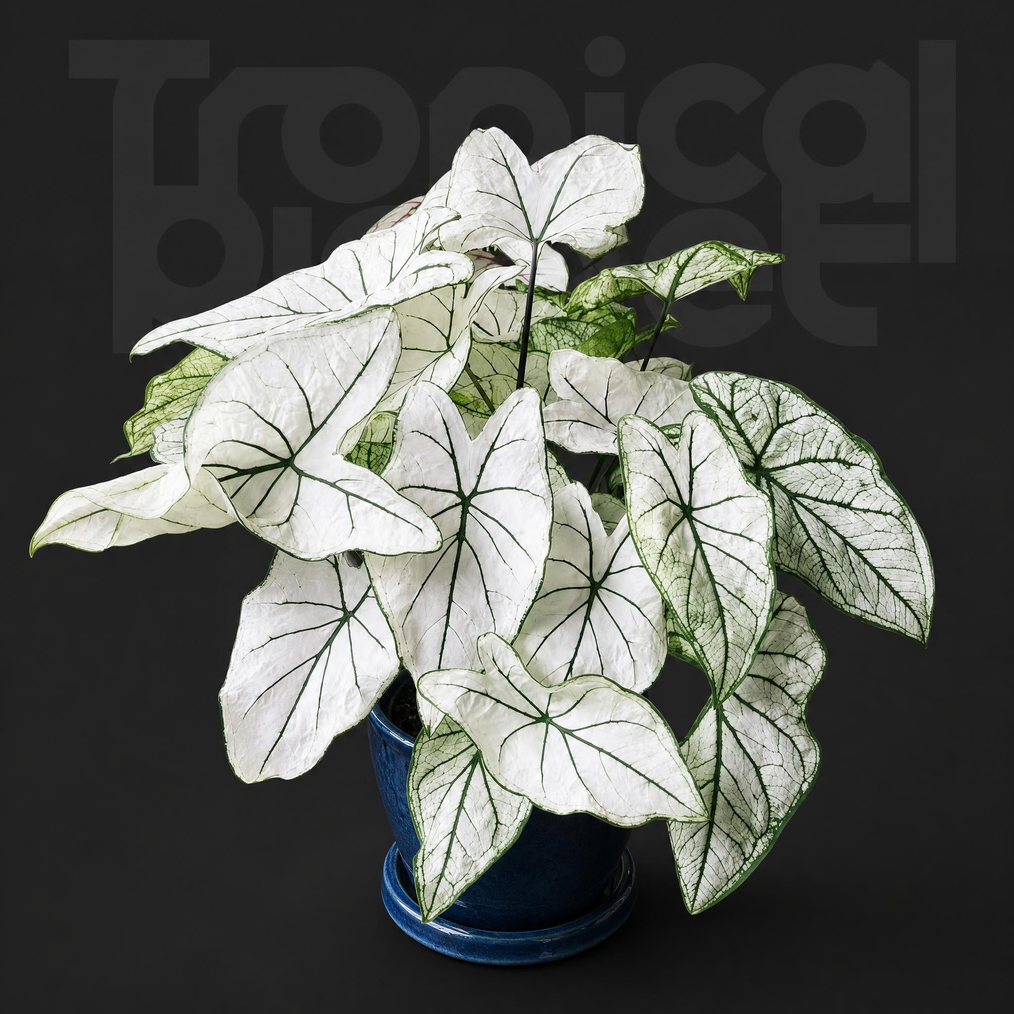 Caladium bicolor White Lovers