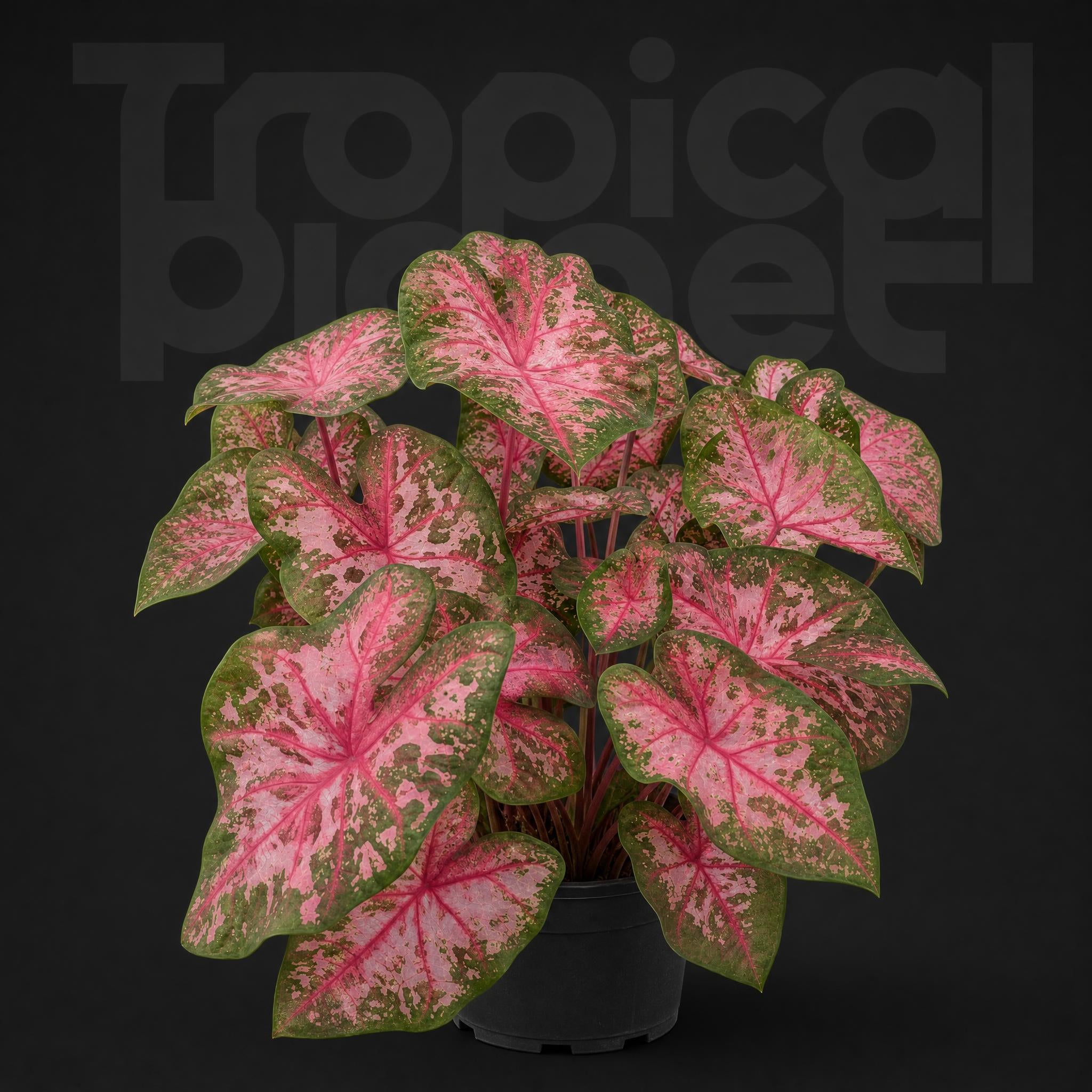 Caladium caroline