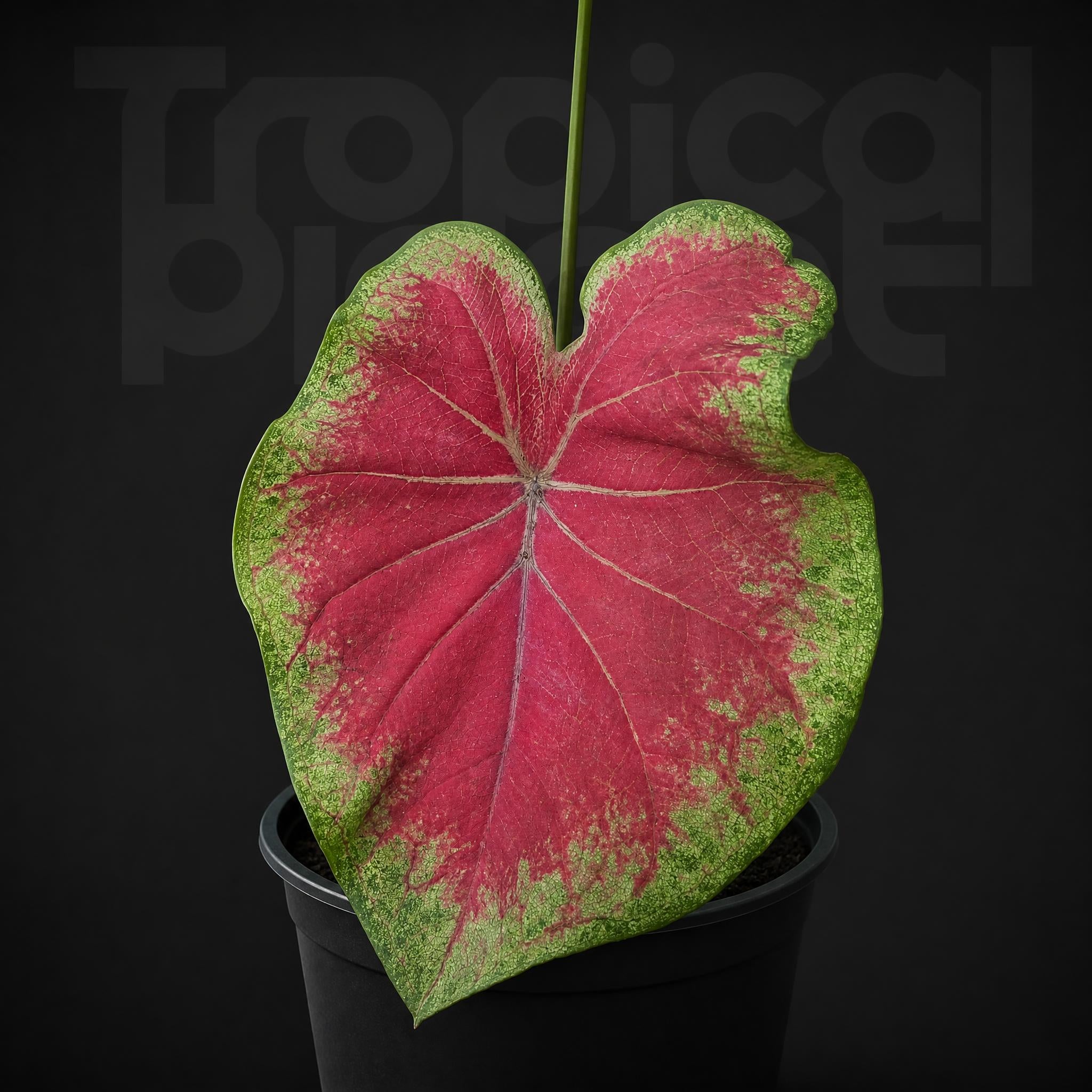 Caladium facing sun