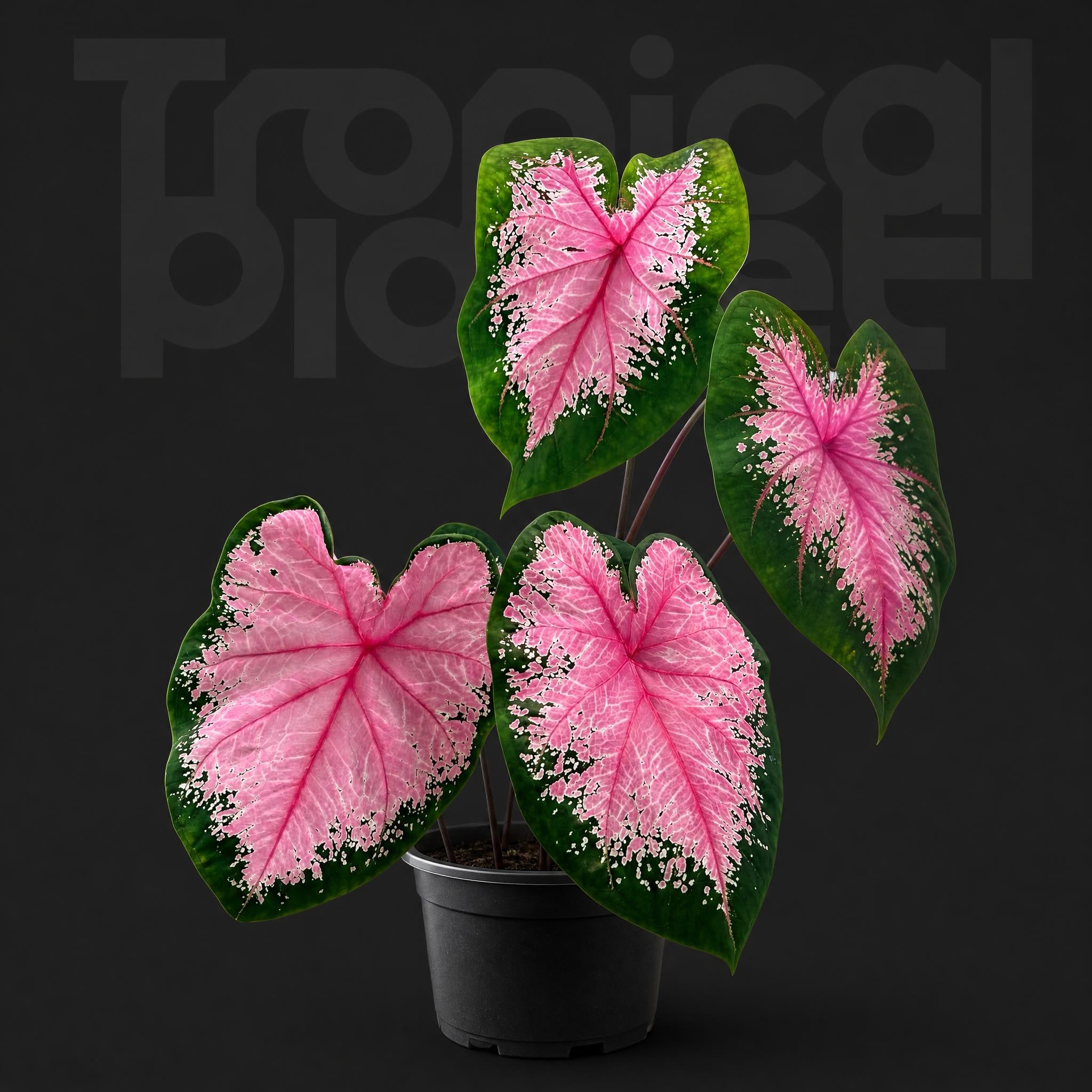 Caladium hearts A