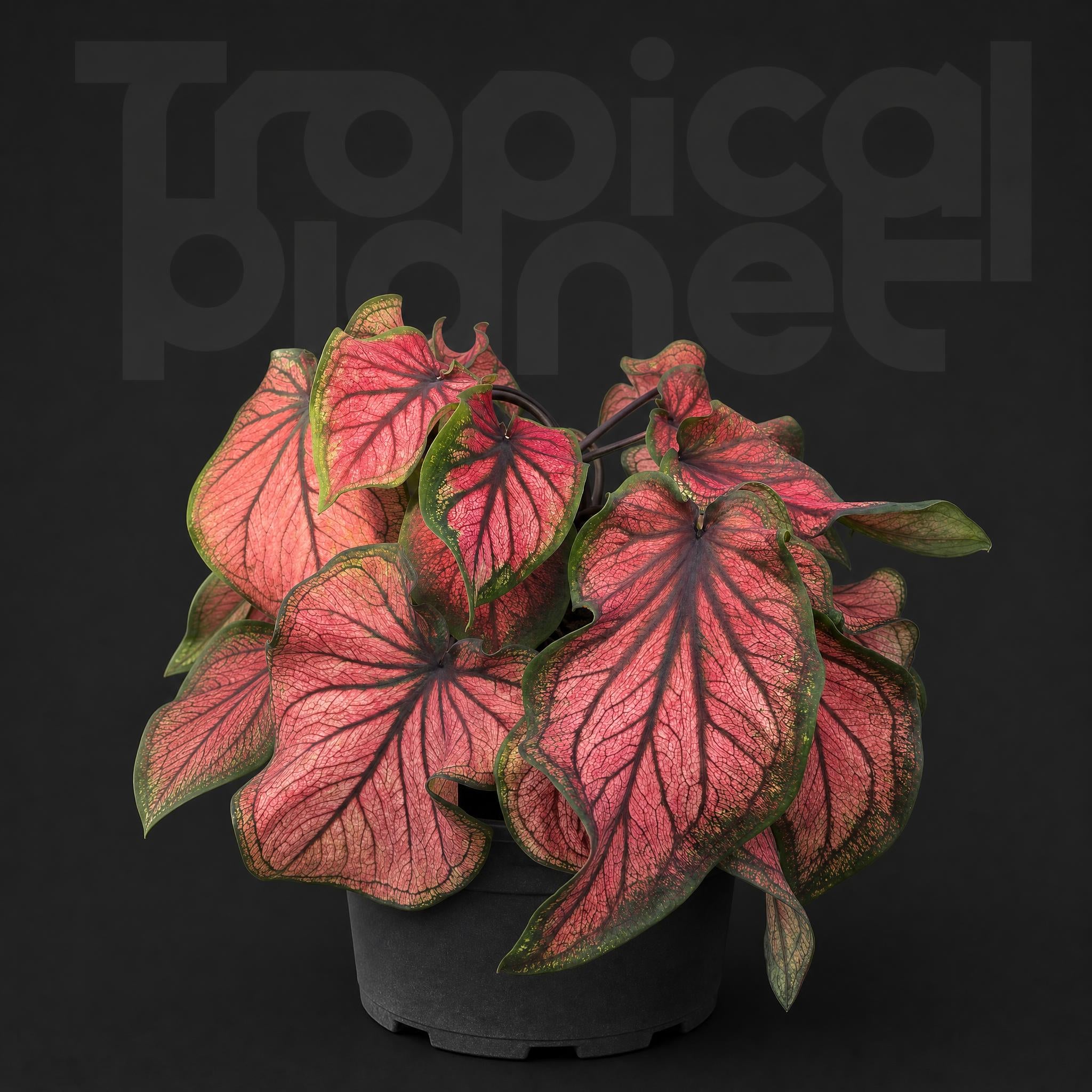 Caladium honey