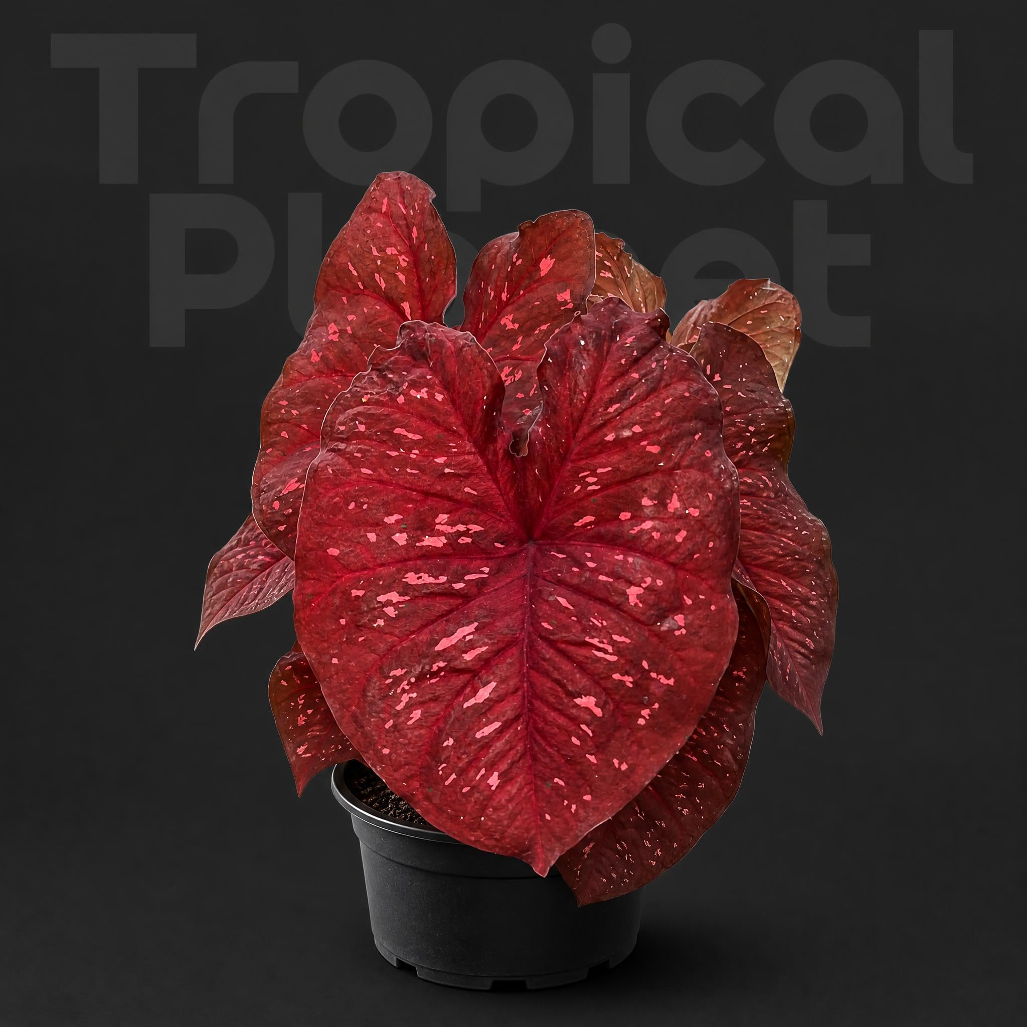 Caladium hot heart
