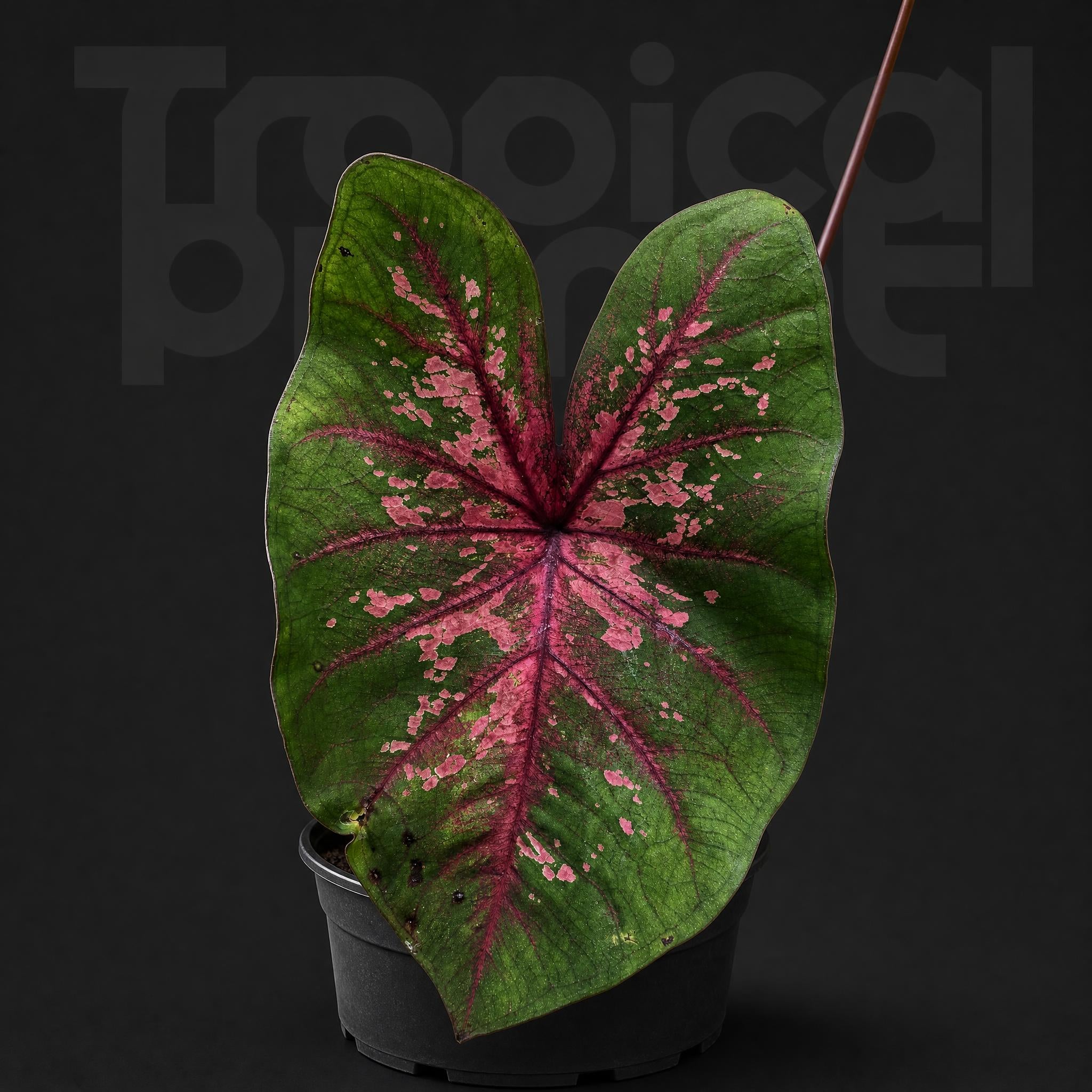 Caladium lava