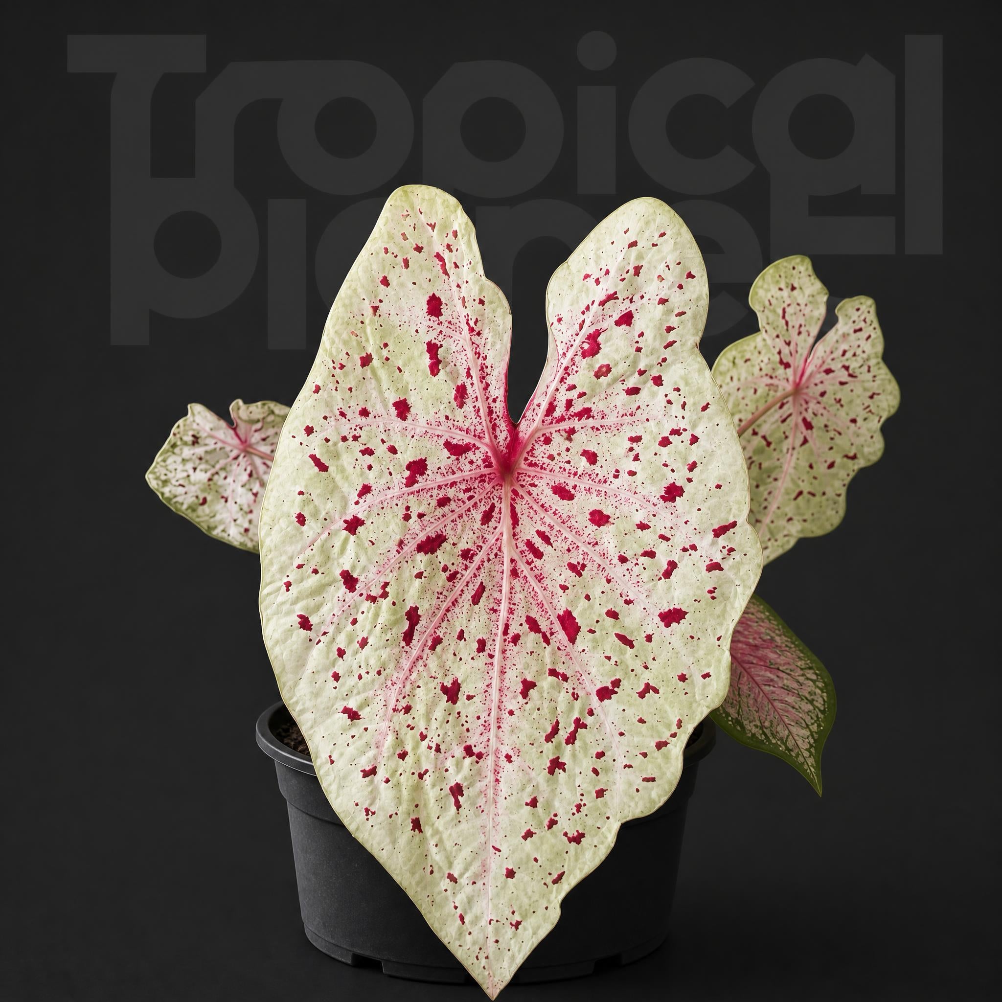 Caladium miss muffet