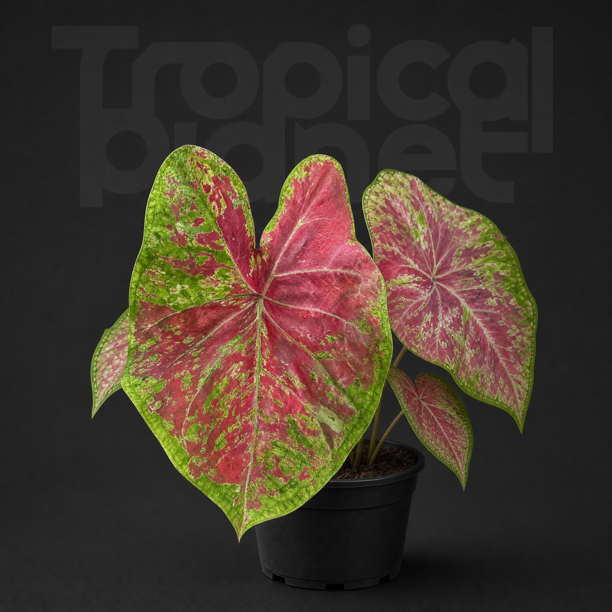 Caladium Moonlight raspberry