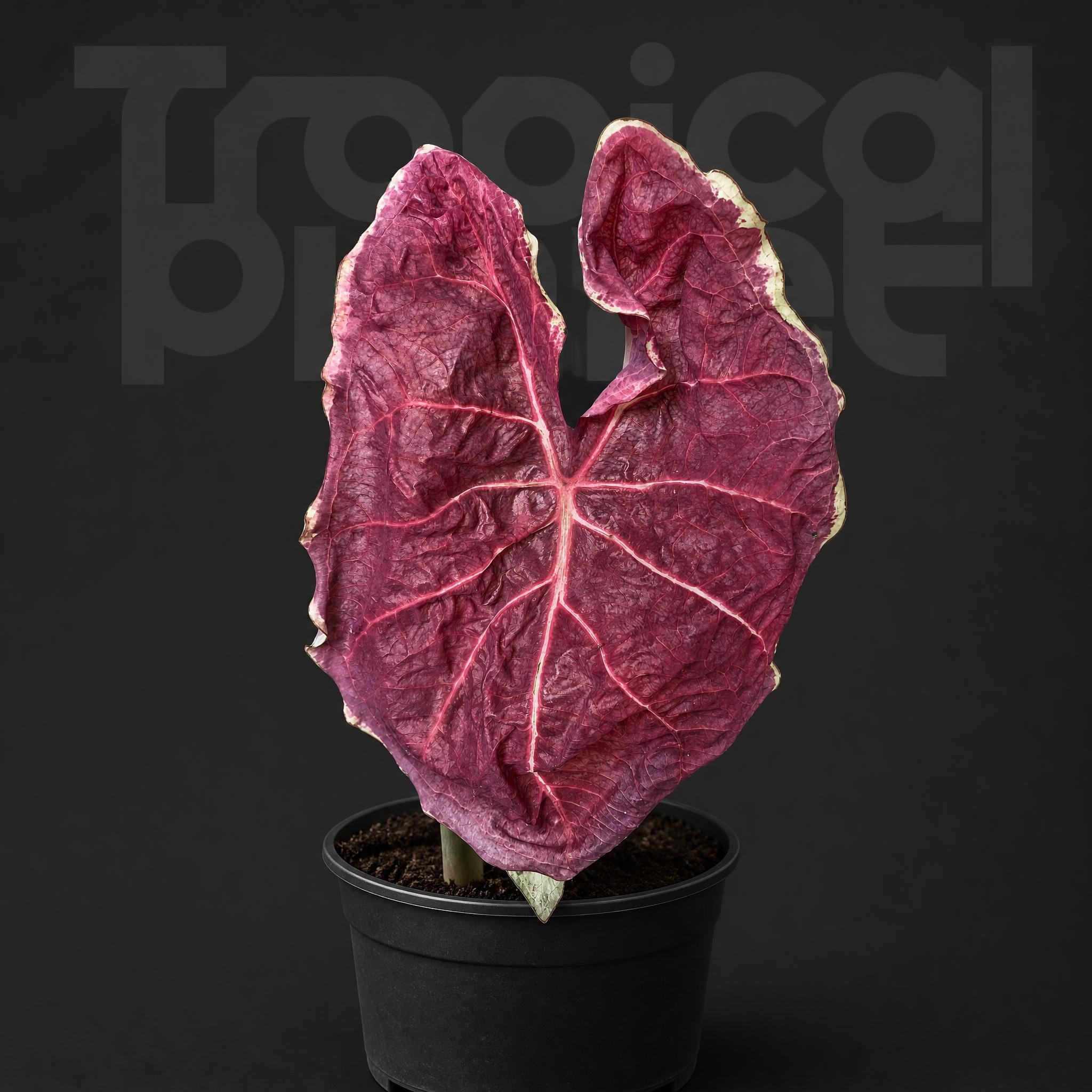 Caladium Moonlight raspberry