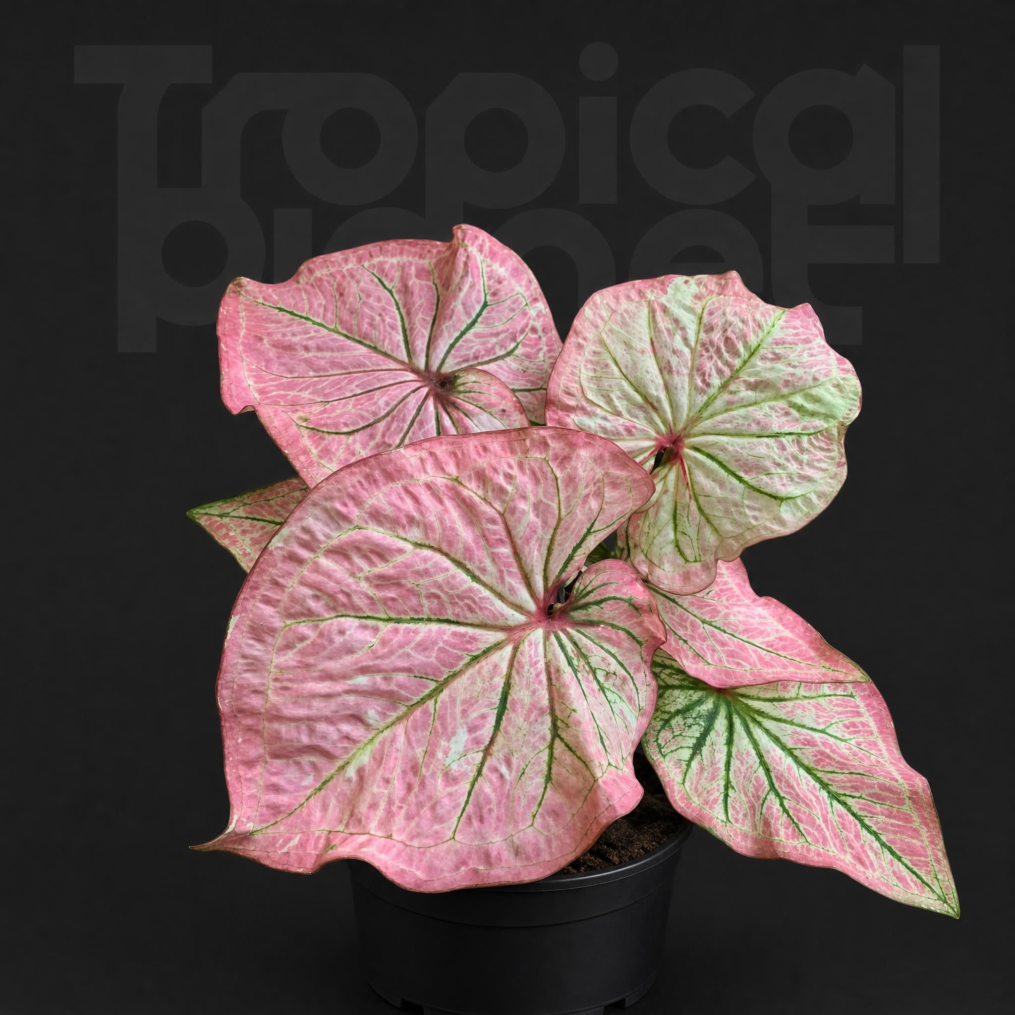 Caladium peri