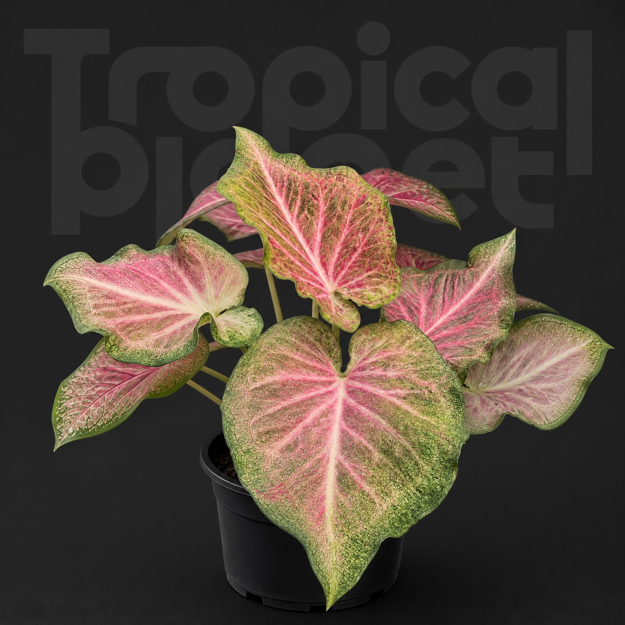 Caladium pink jelly