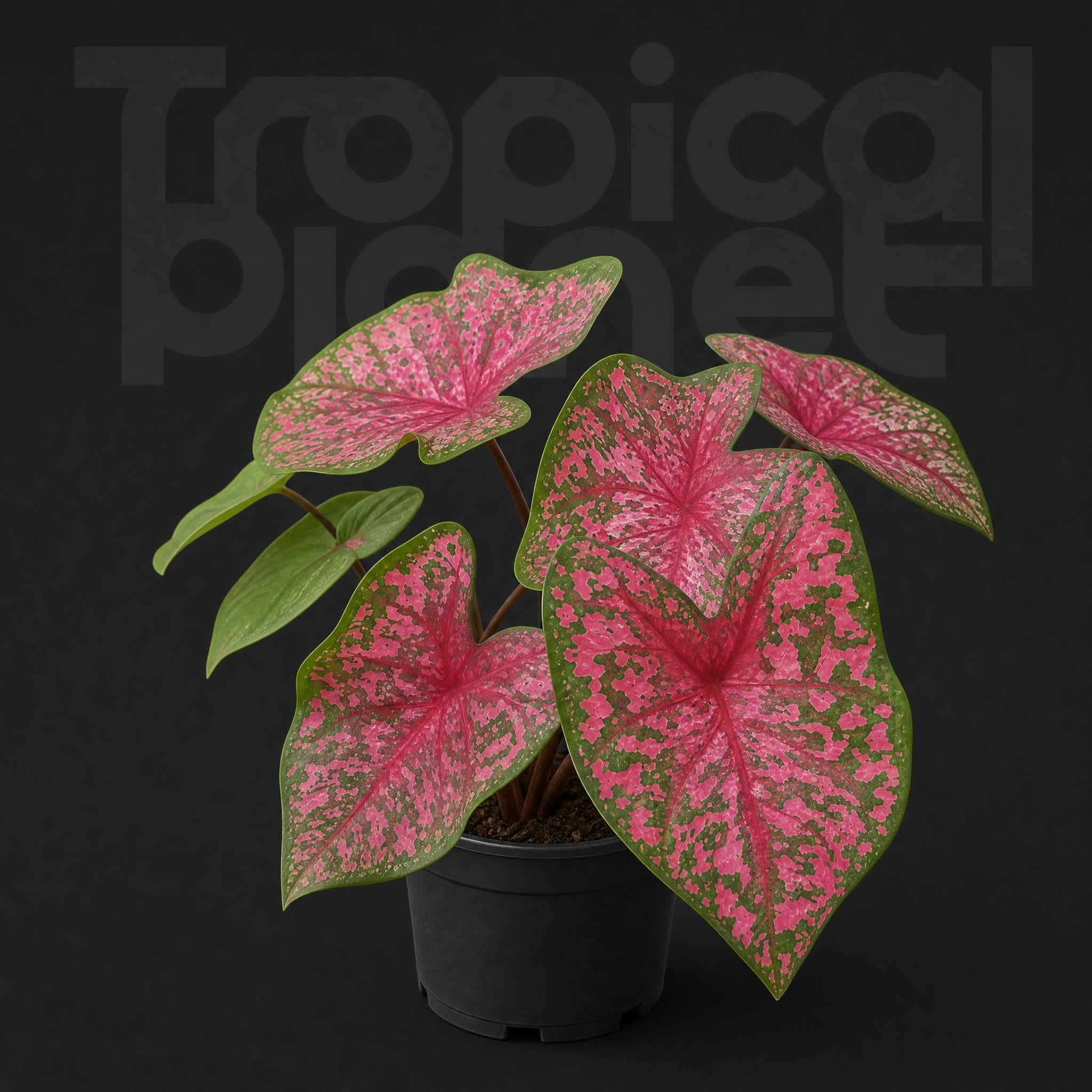 Caladium Pink Panther