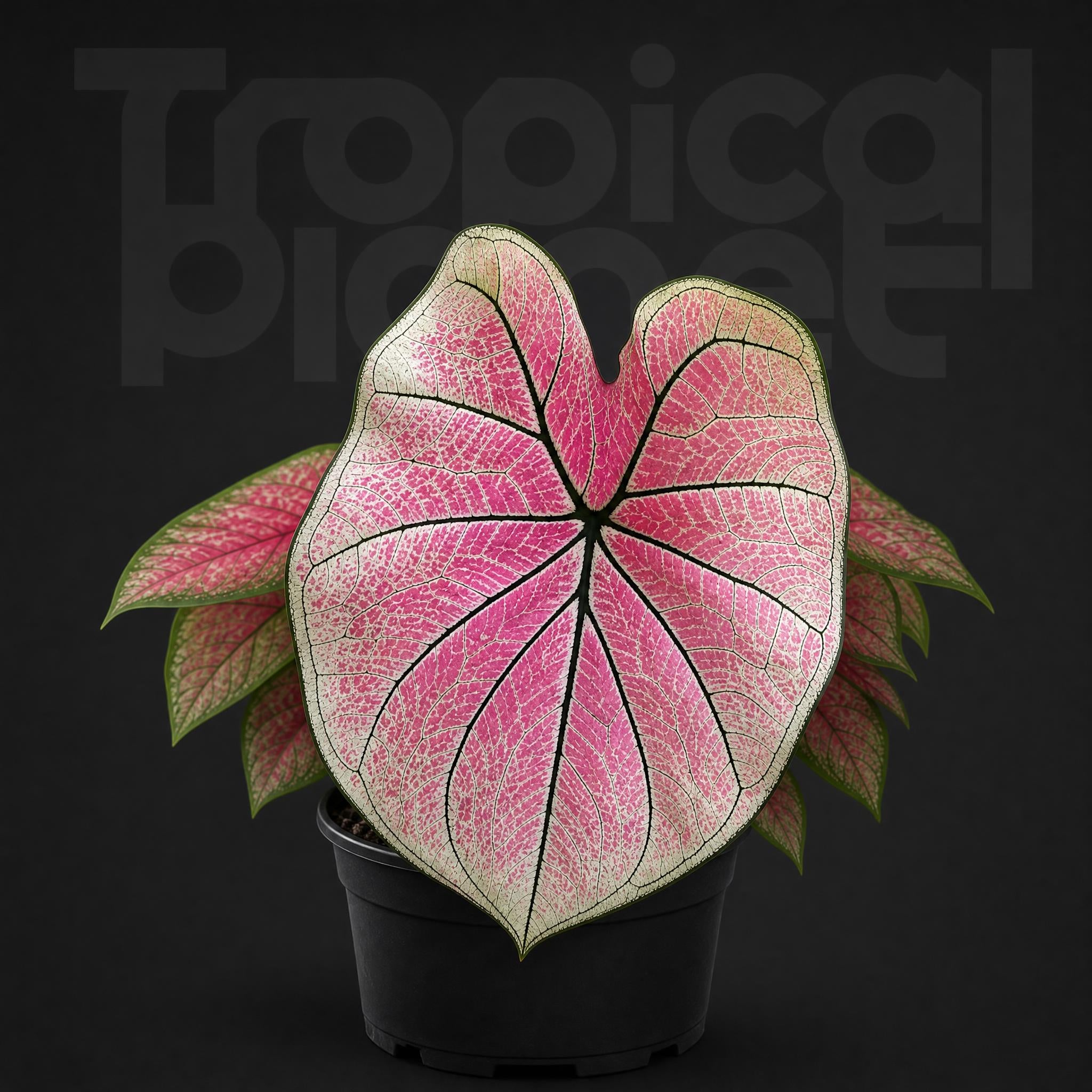 Caladium princess castle