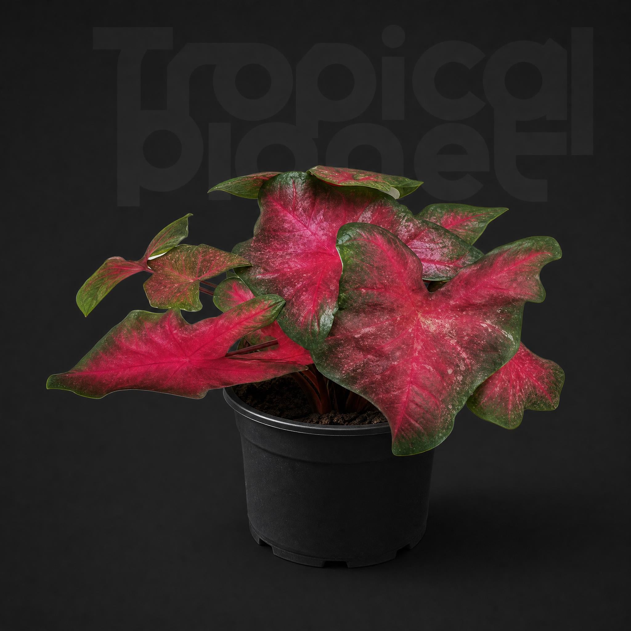 Caladium redcord queen