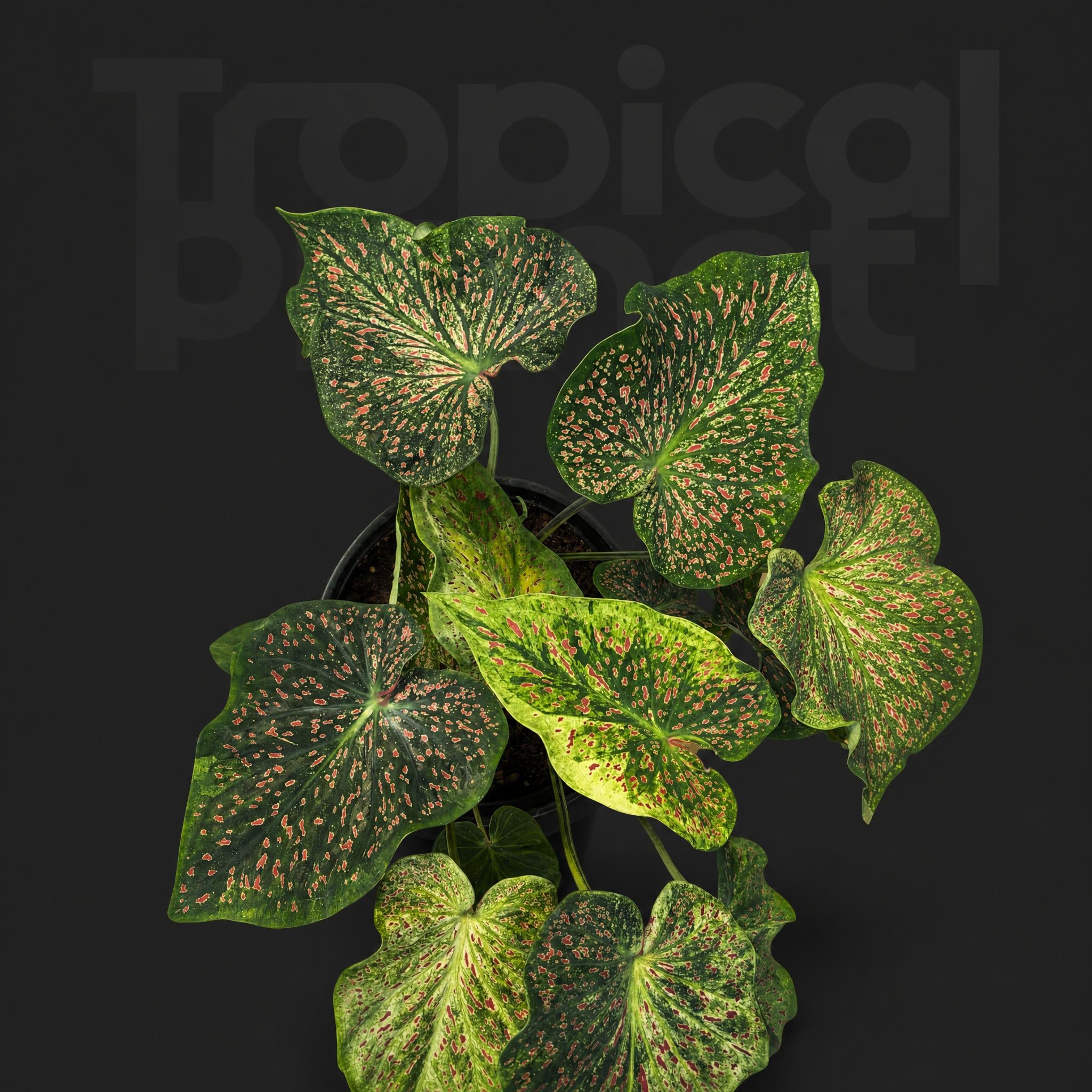 Caladium rice bean