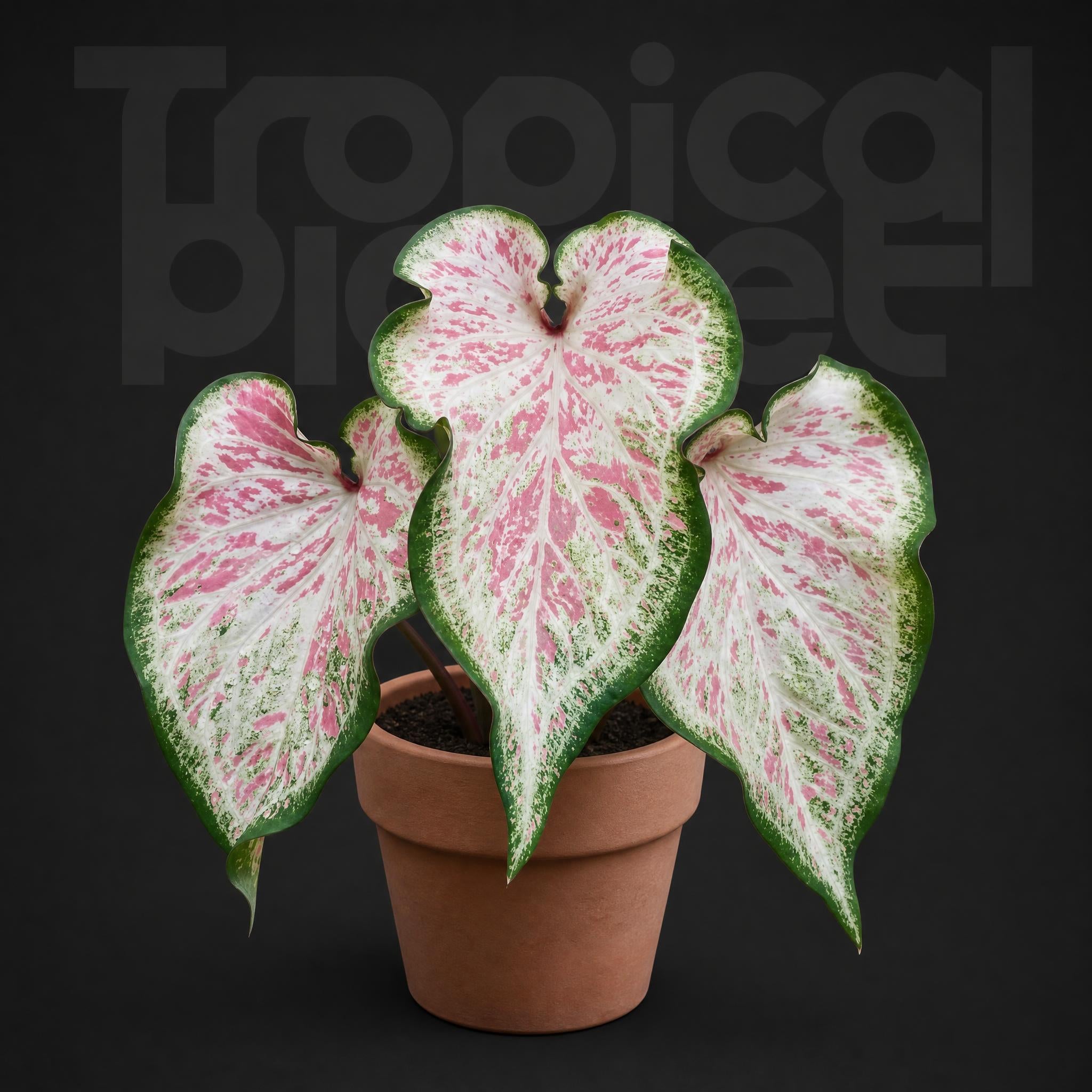 Caladium star point