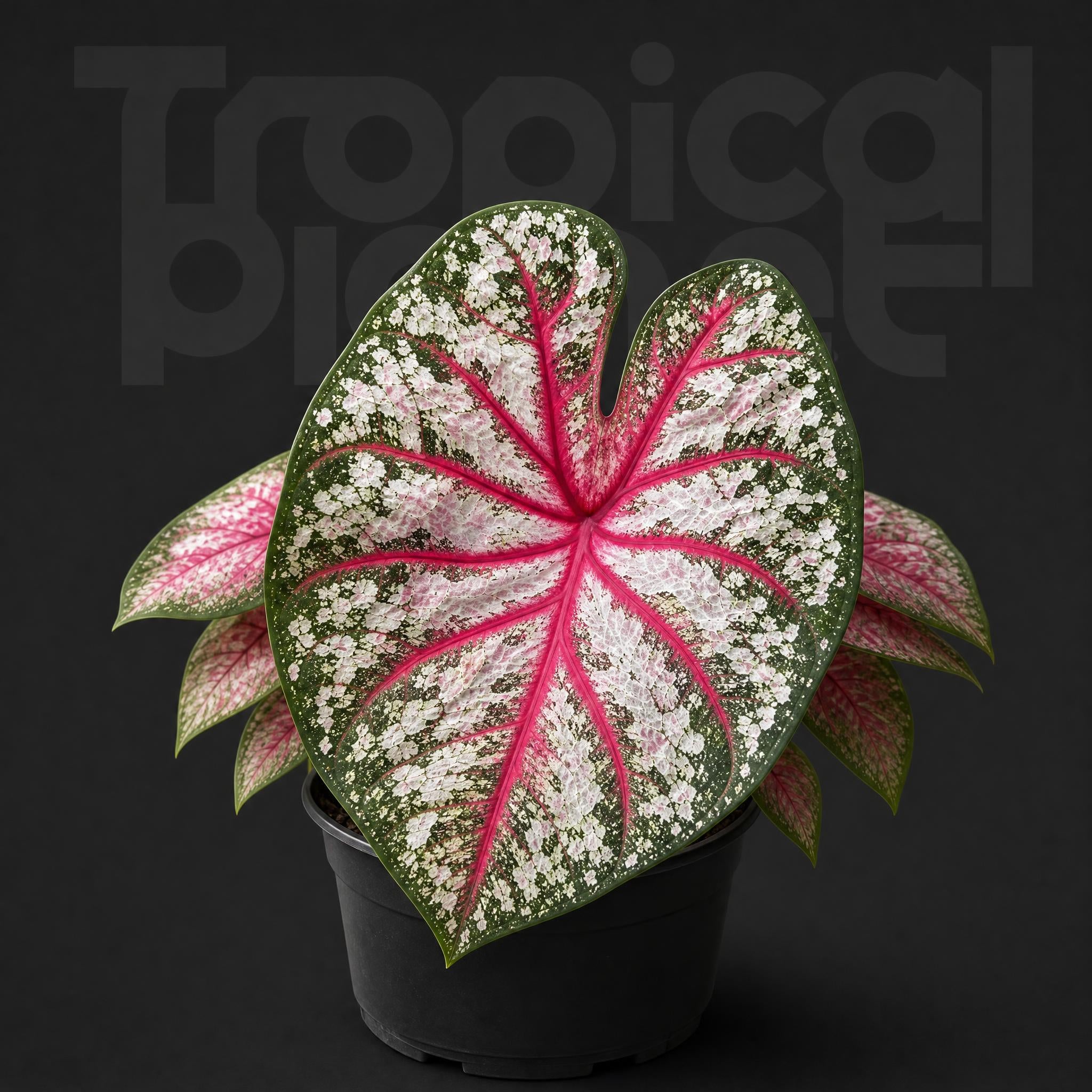 Caladium tapestry