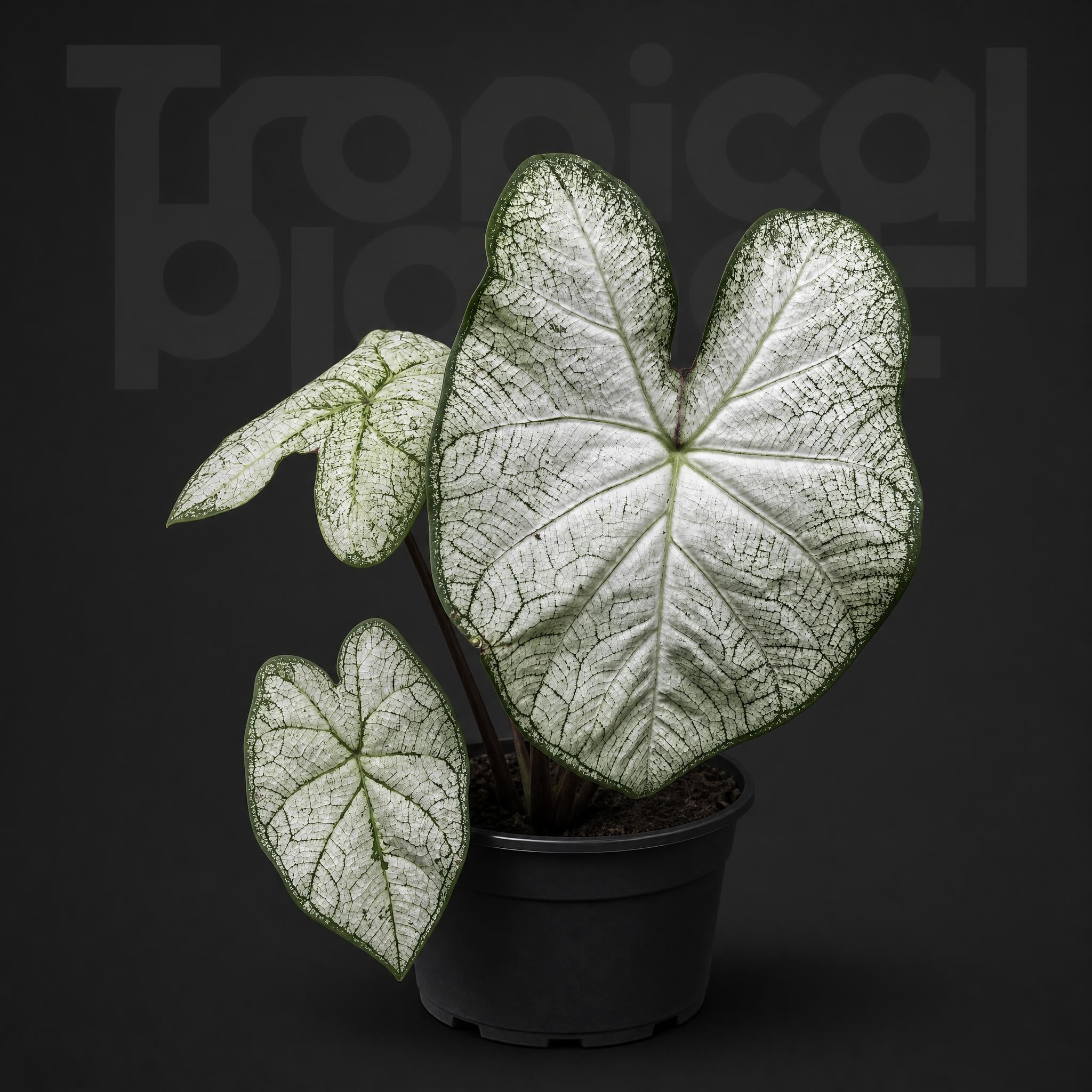 Caladium the pale moonshine