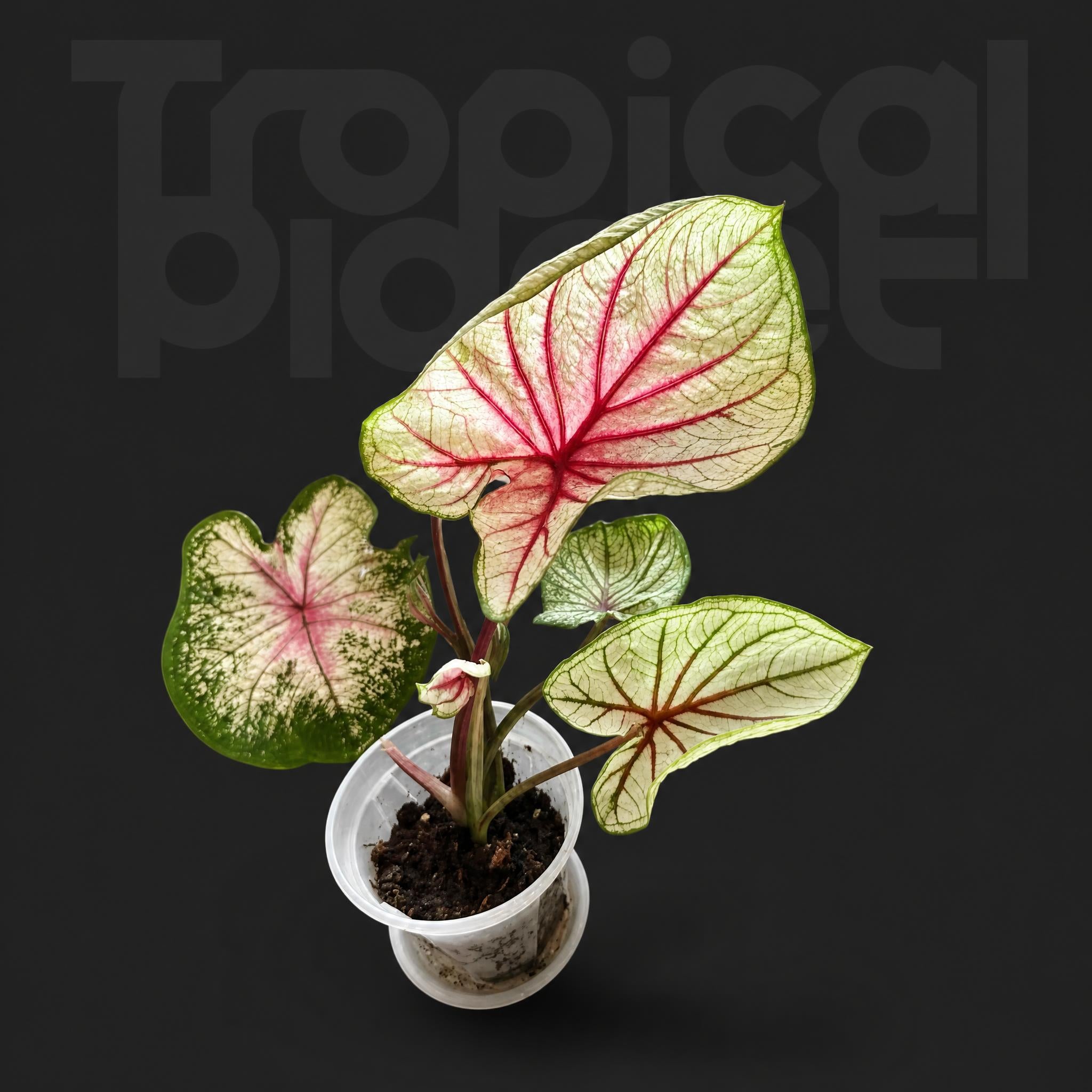 Caladium the snow girl