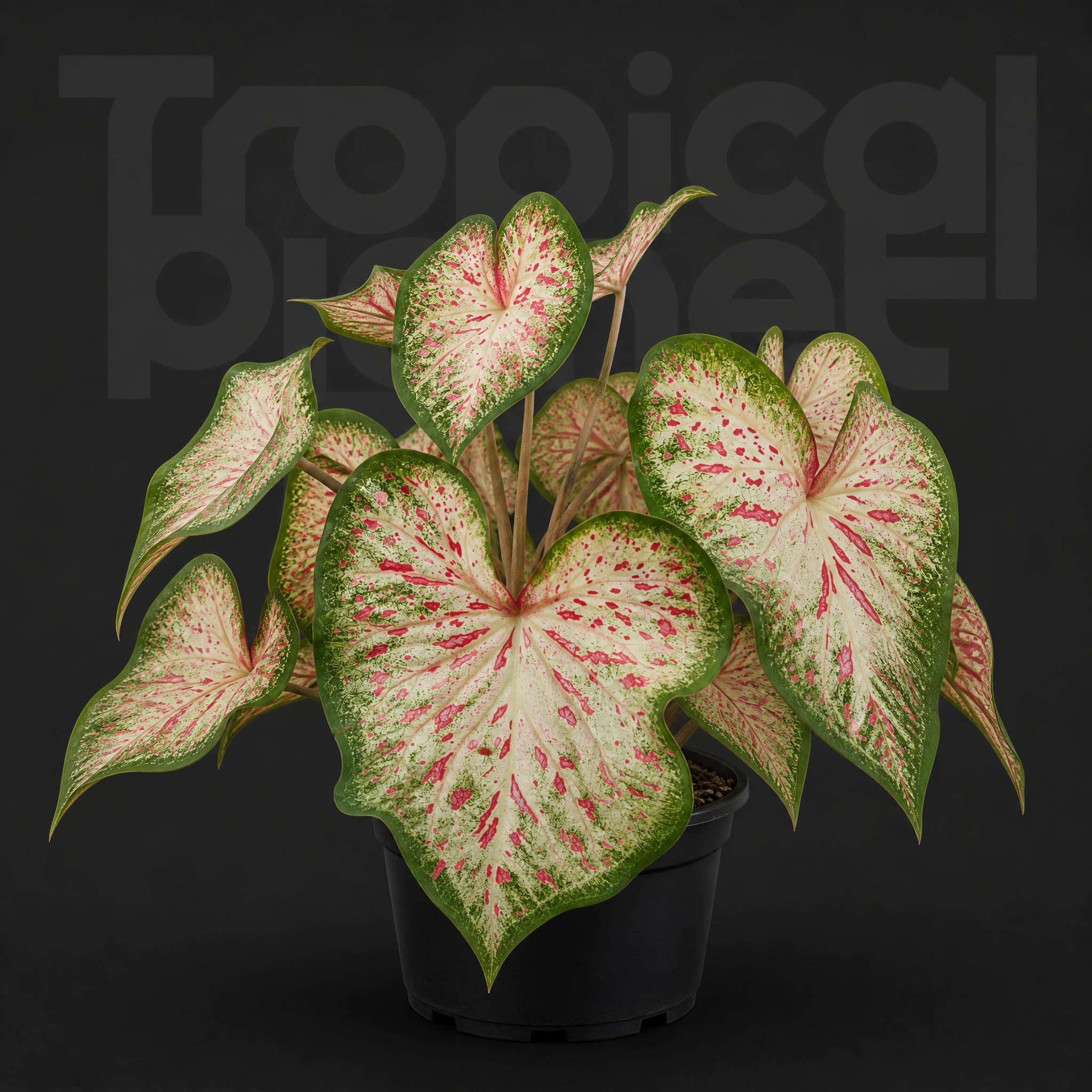 Caladium tree plum gingeread