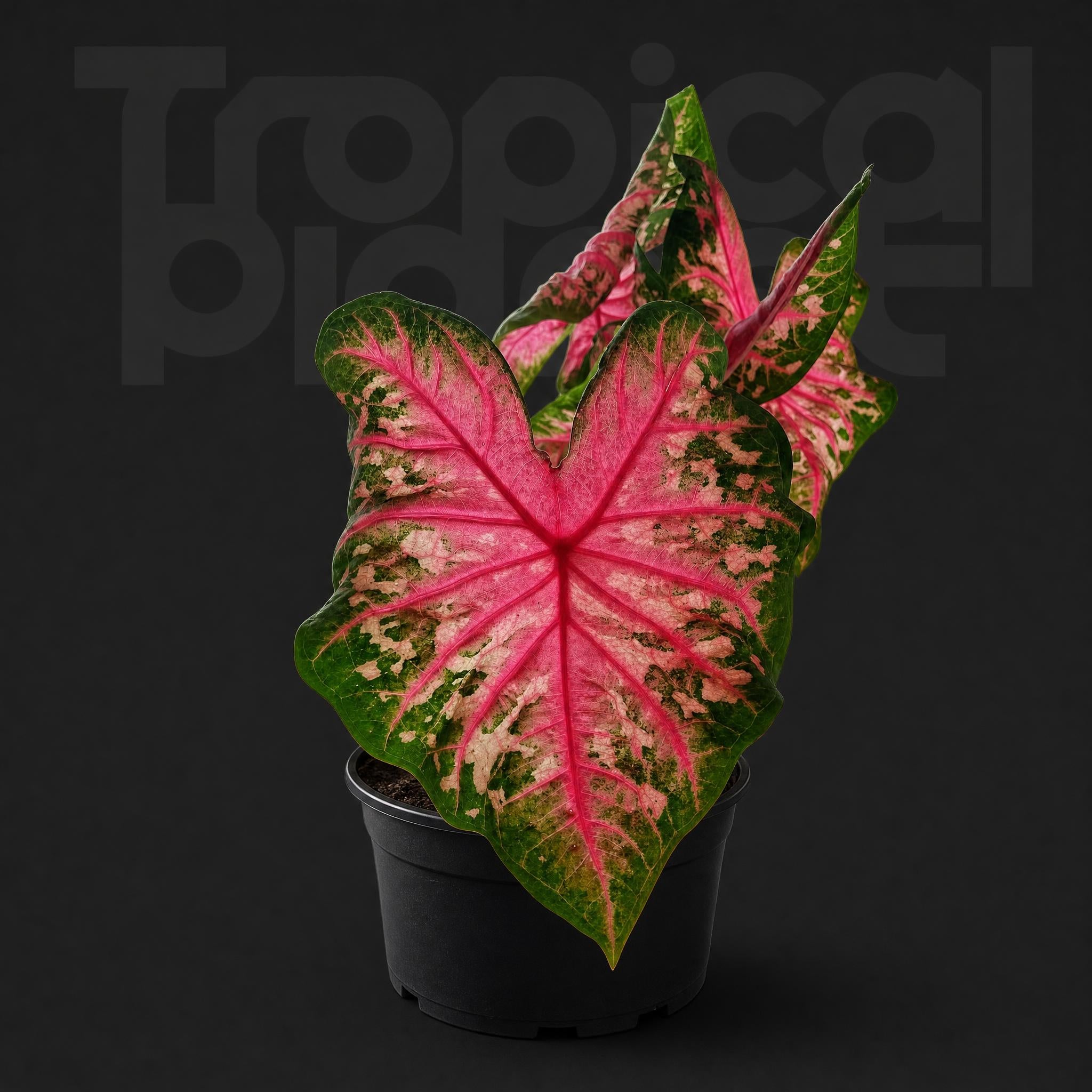 Caladium wave