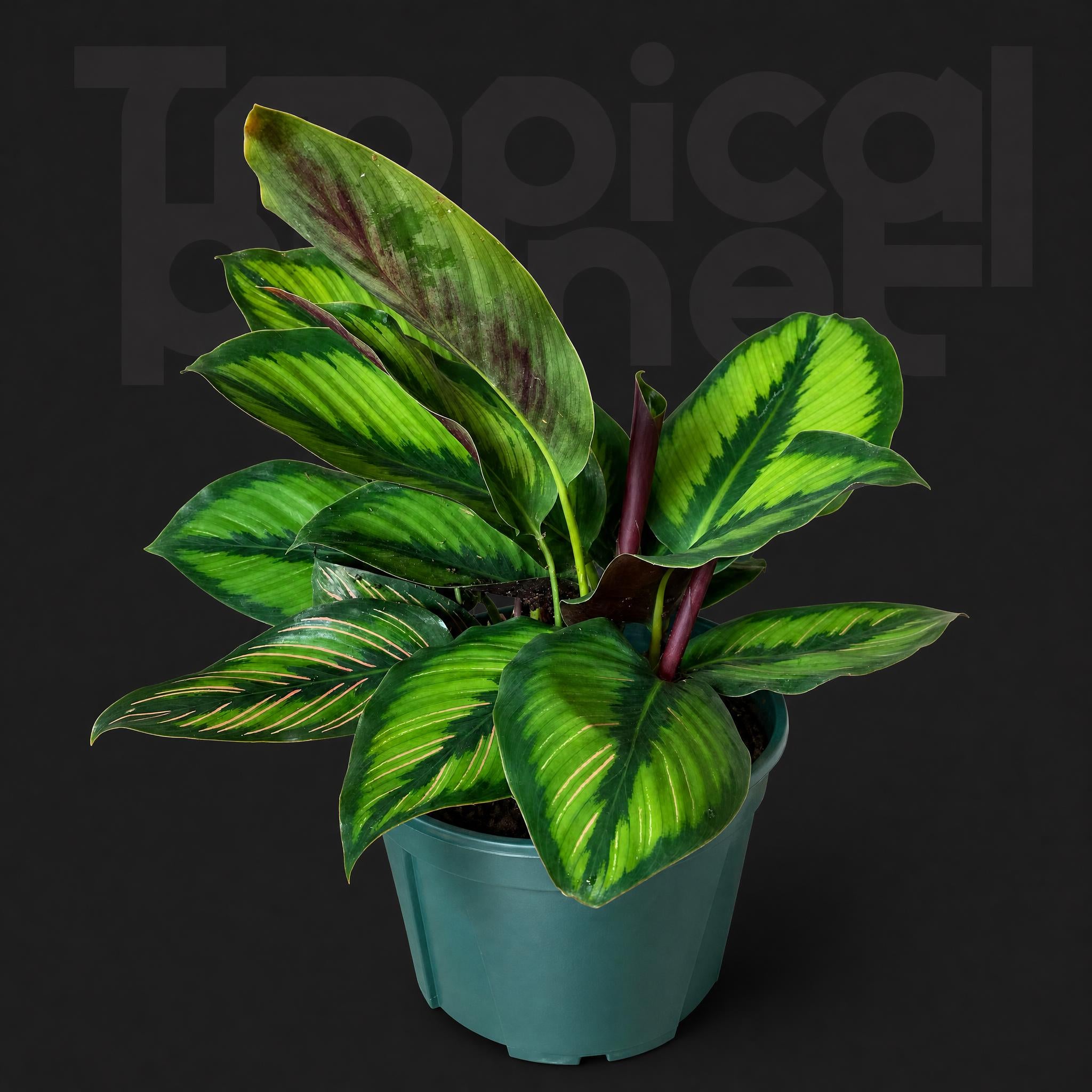 Calathea ornate beauty star