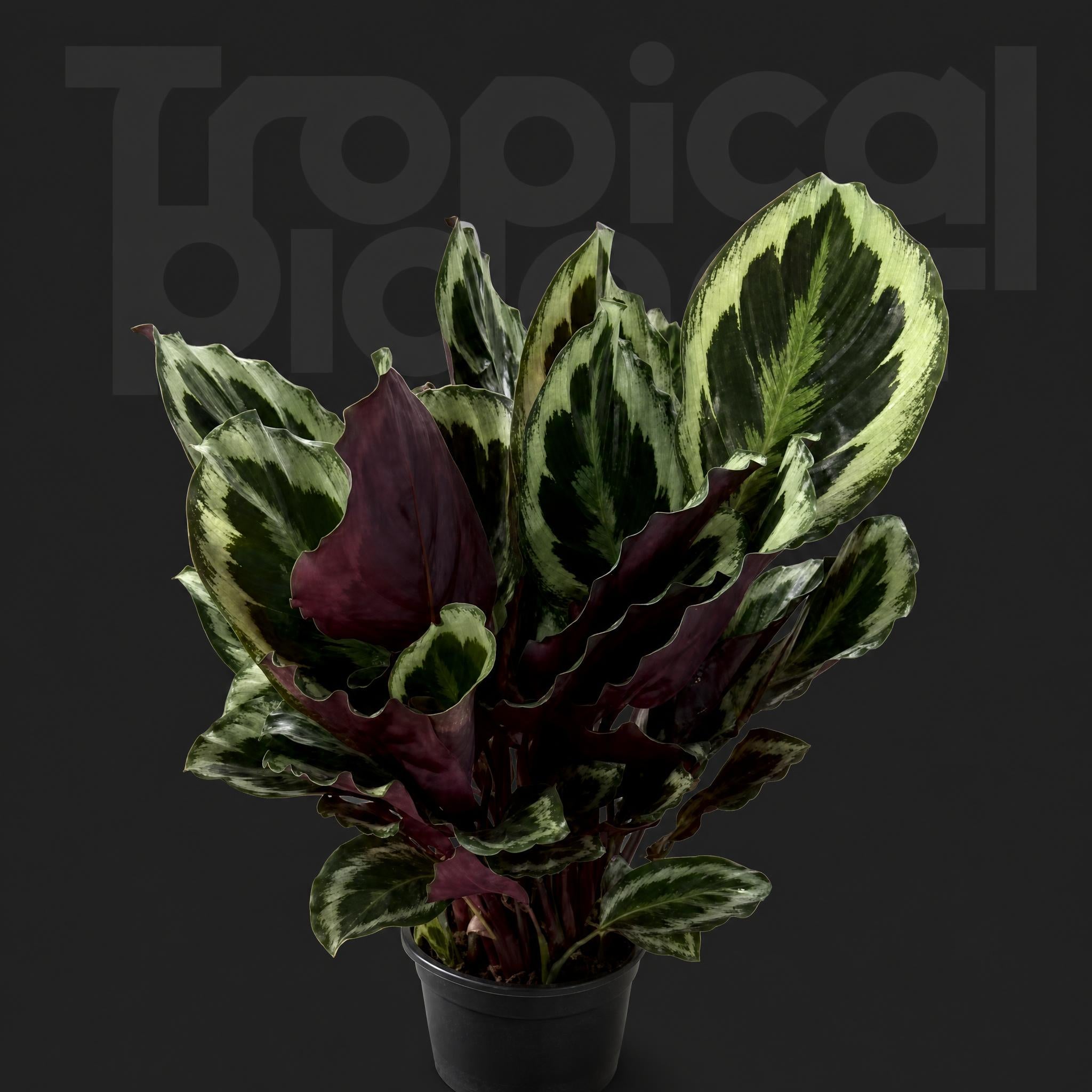 Calathea roseopicta Marion
