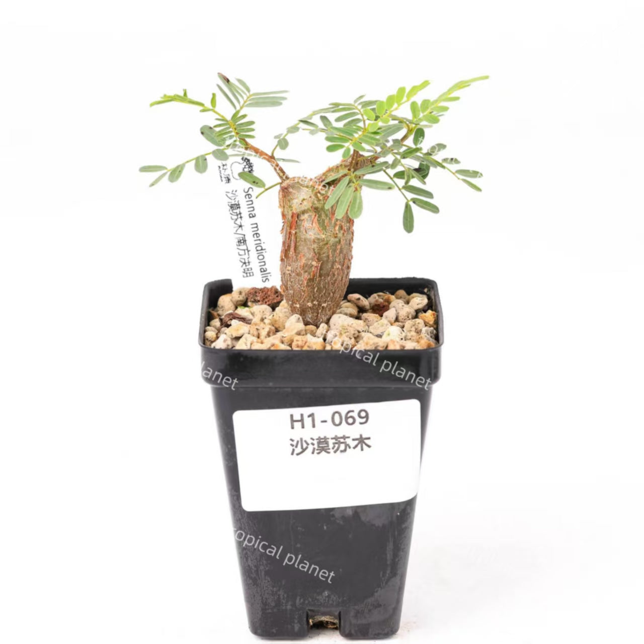 Senna meridionalis