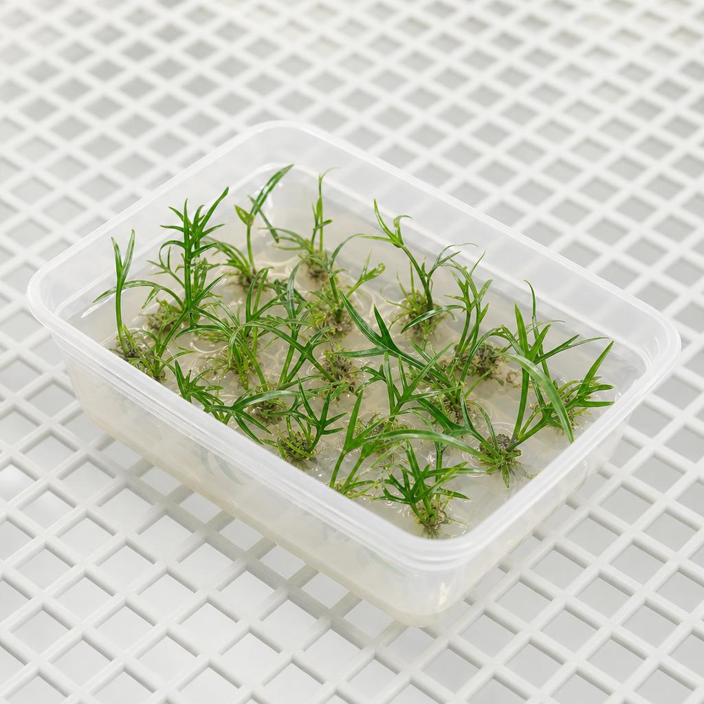 Philodendron polypodioides - tissue culture seedling scene 3