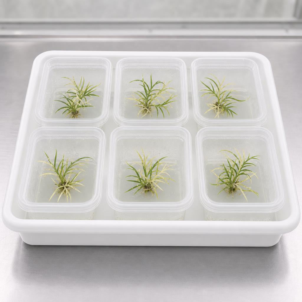 Philodendron tortum 'Variegata' - tissue culture seedling scene 3
