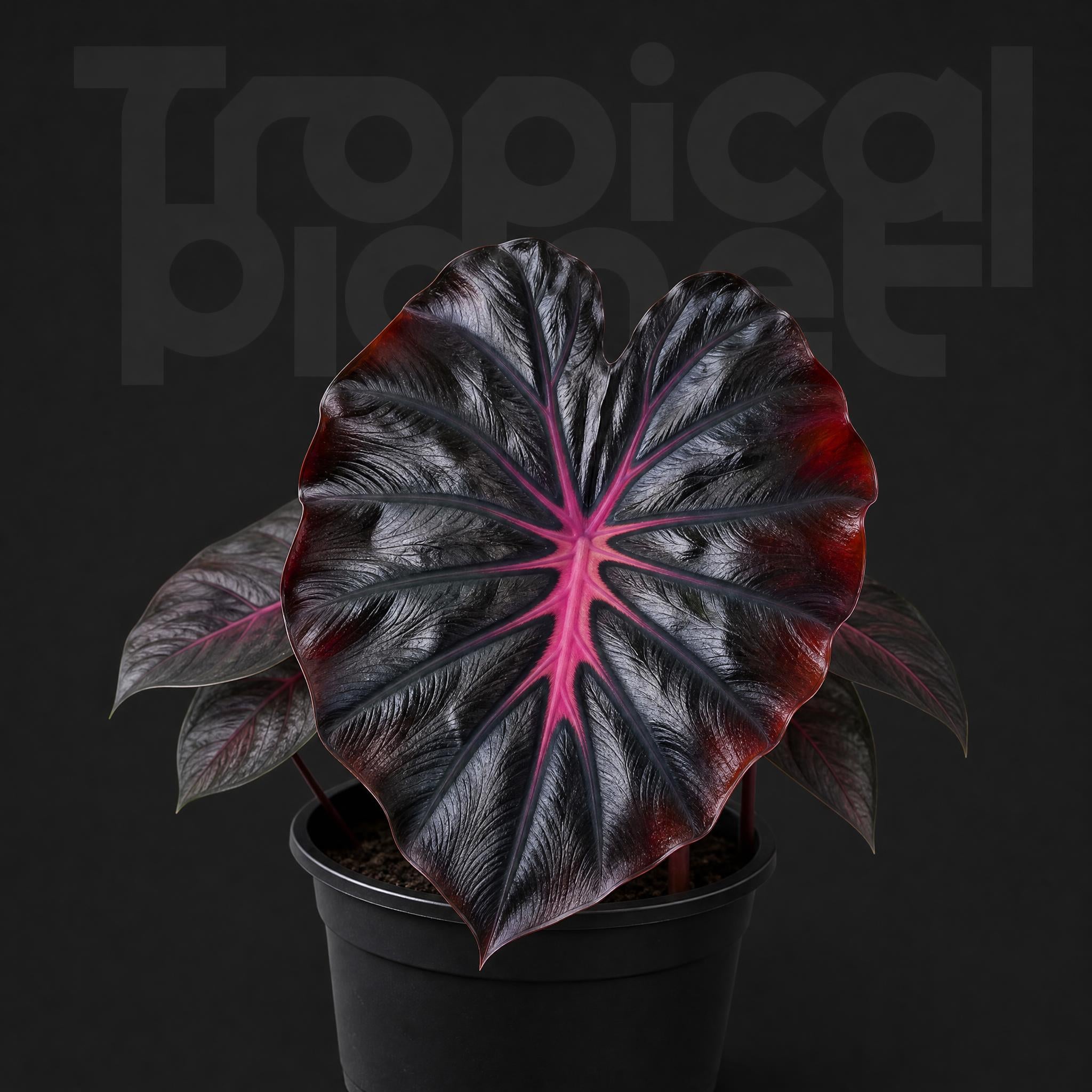 Colocasia black lava