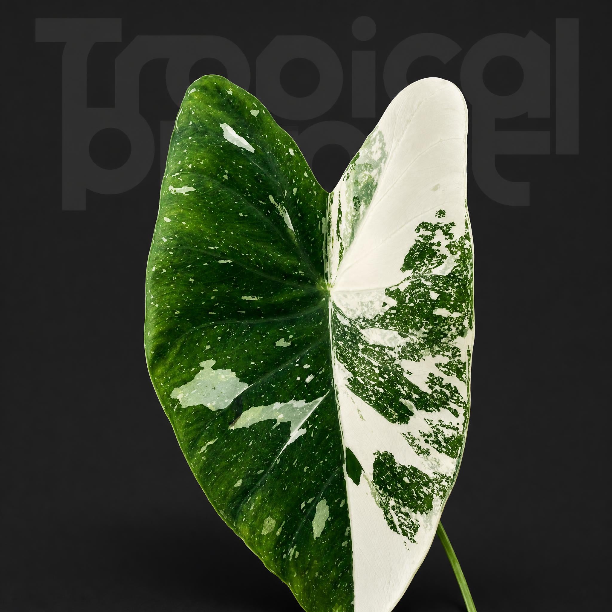 、 Colocasia Milky Way