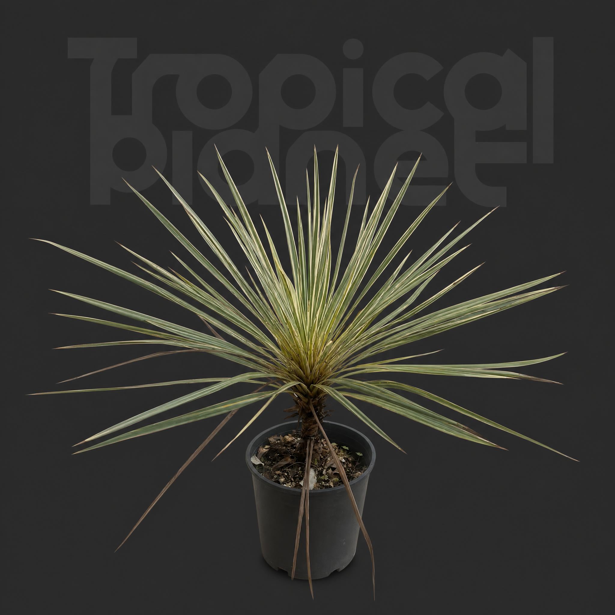 Cordyline Cancan