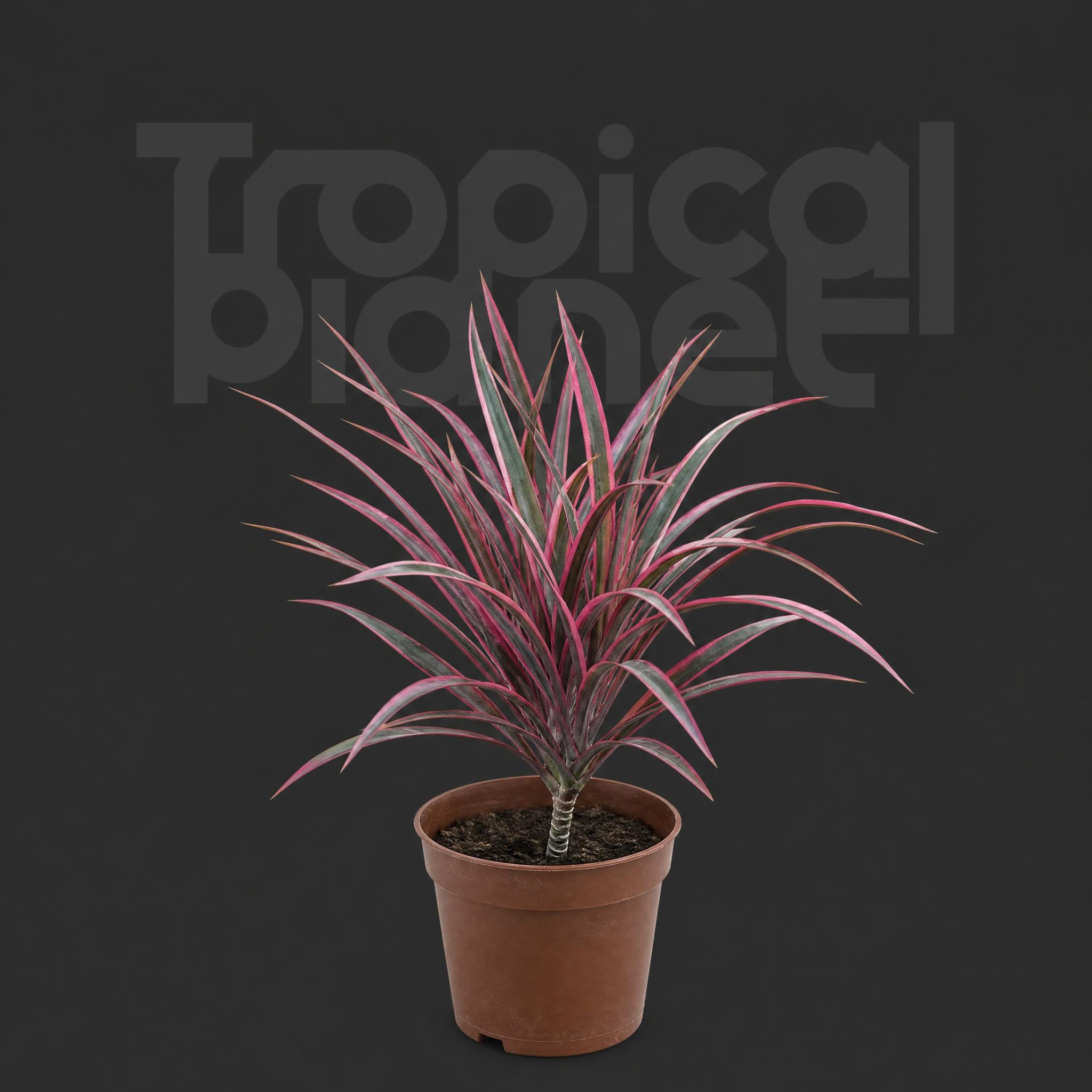 Cordyline Charlie Boy