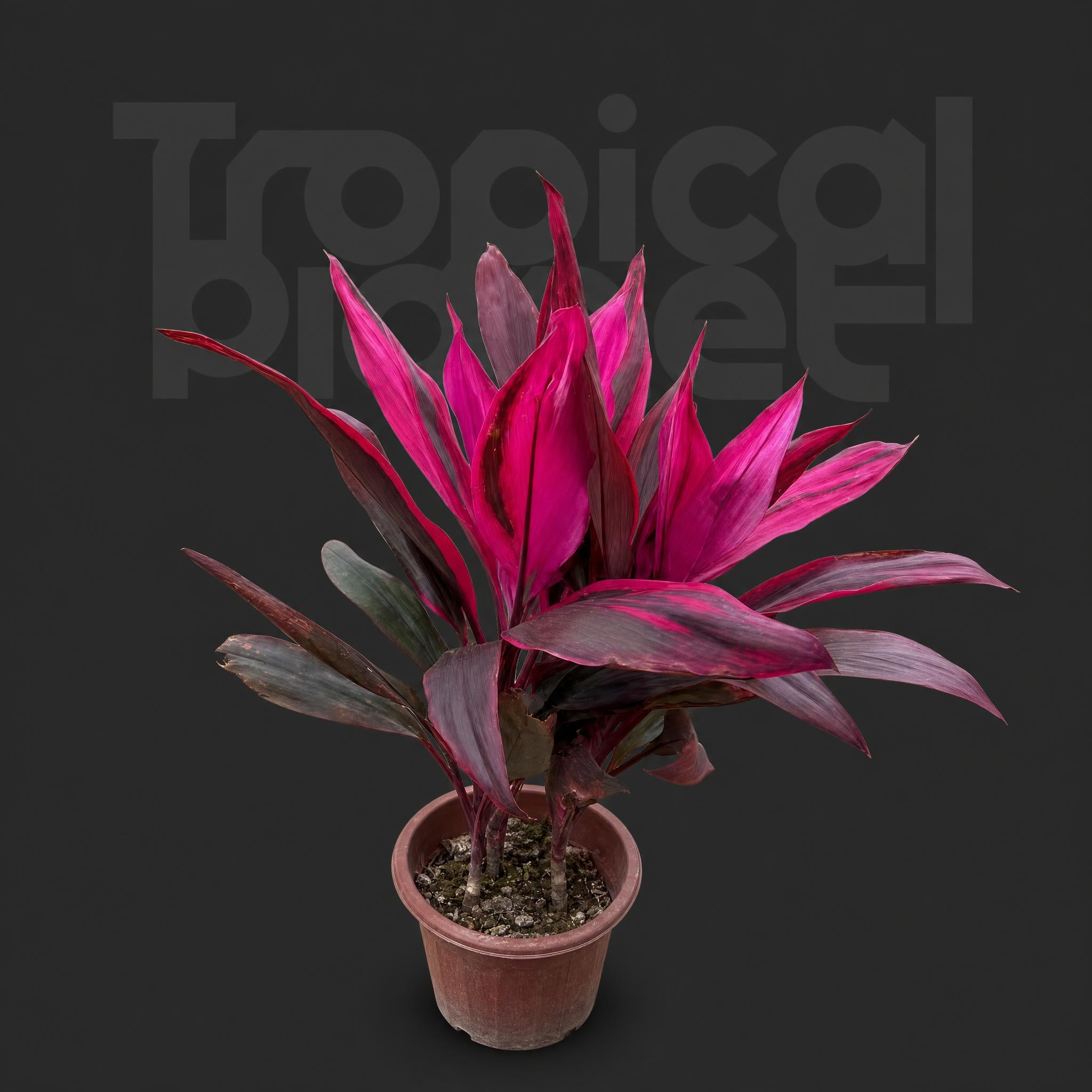 Cordyline fruticosa Cheval. ‘Aichiaka’