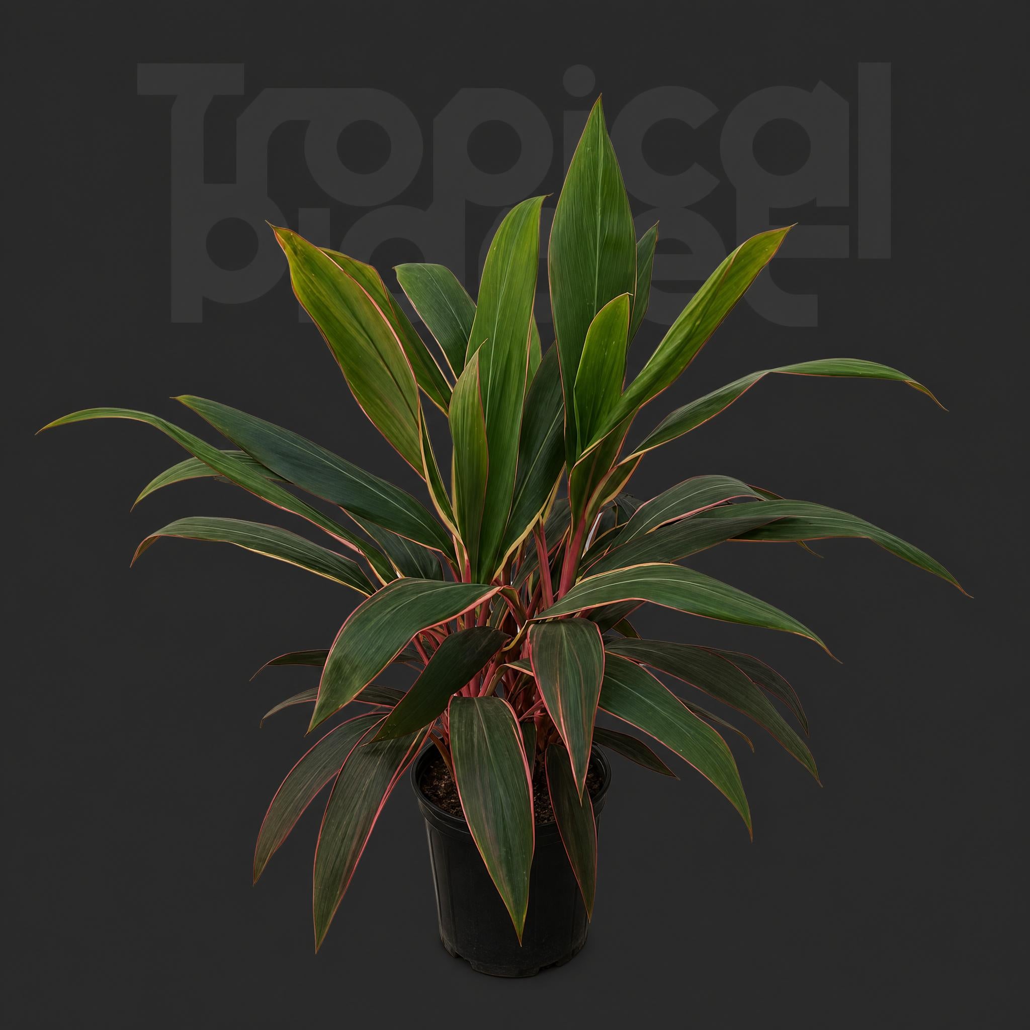 Cordyline pink diamond