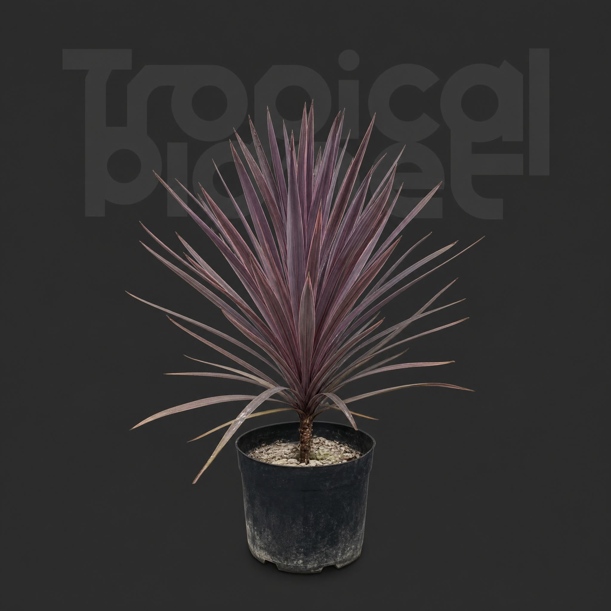 Cordyline red sensation