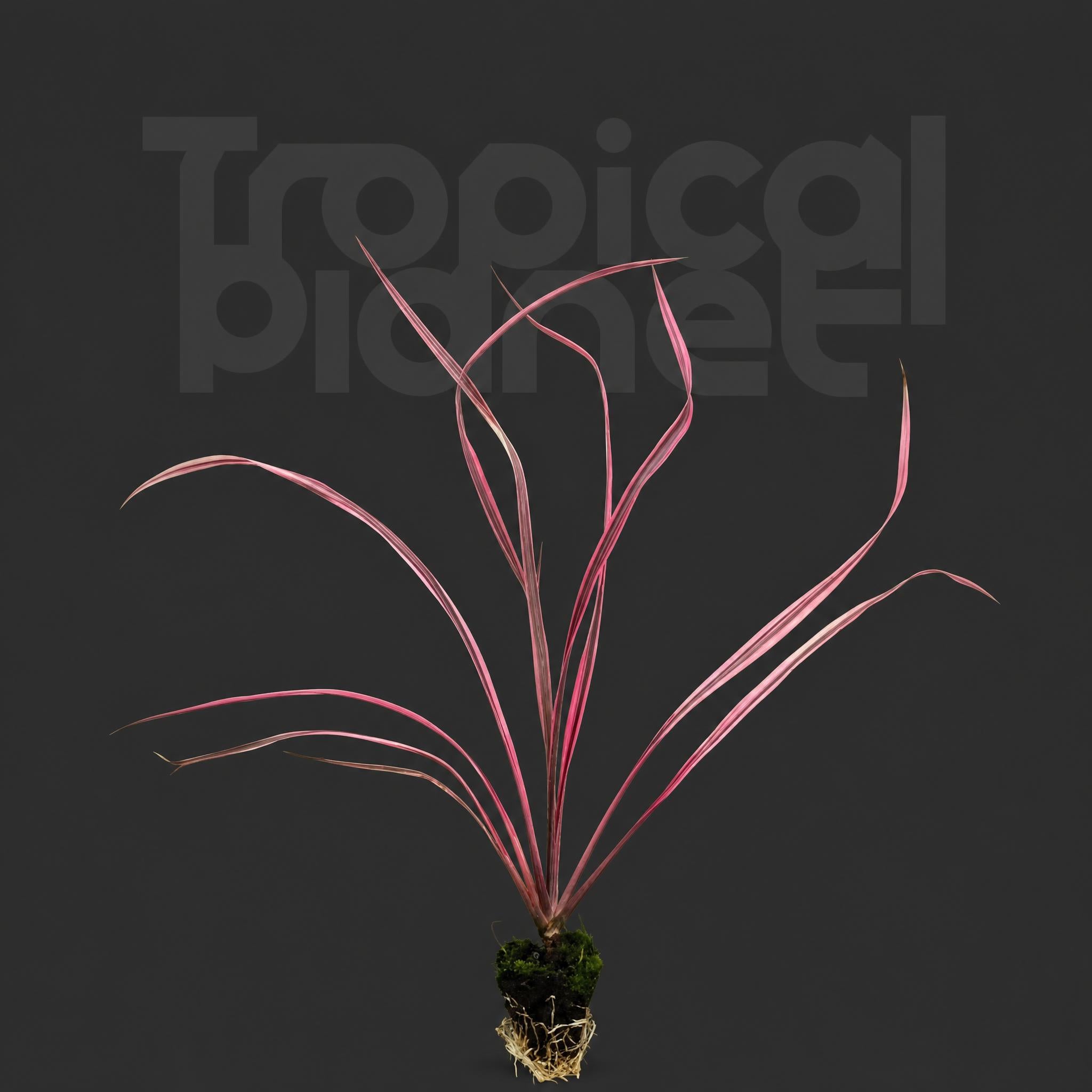 Cordyline Salsa