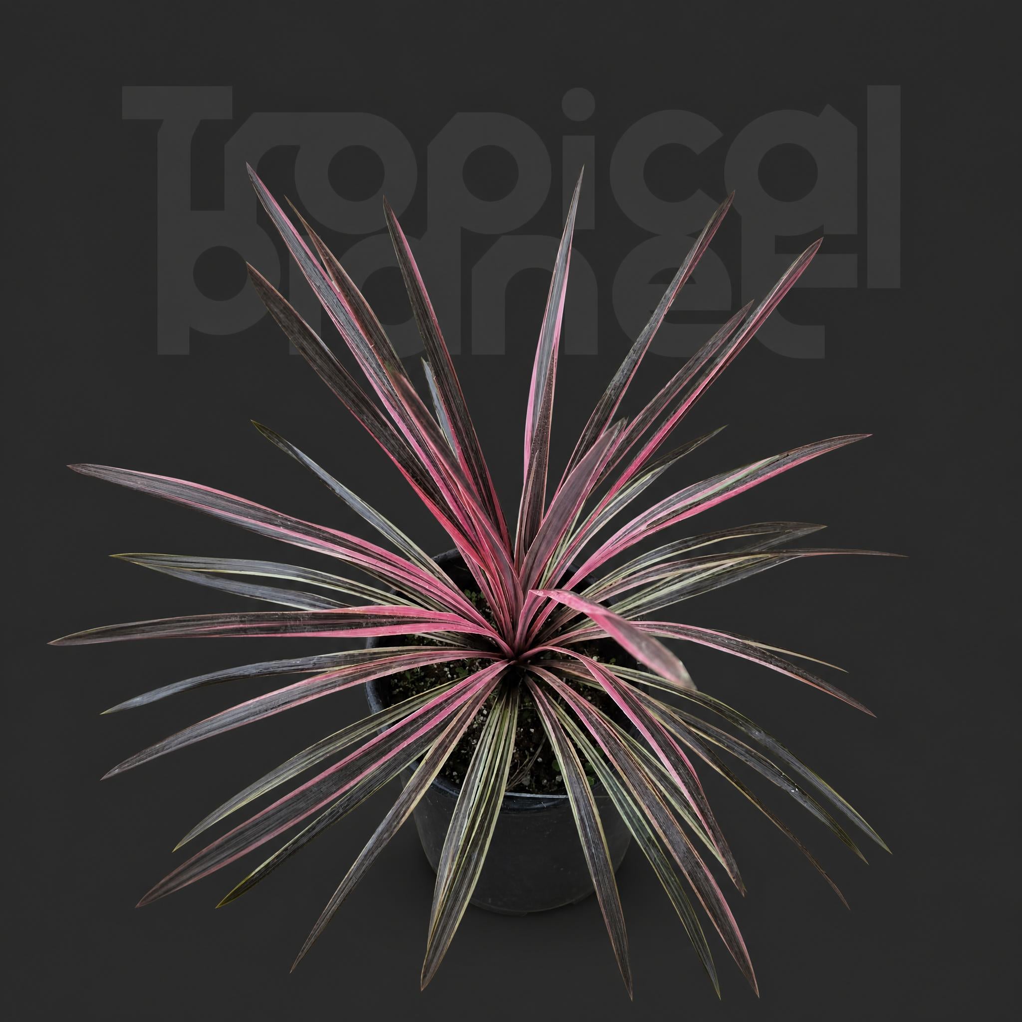 Cordyline Southern Splendour (Pink Fire