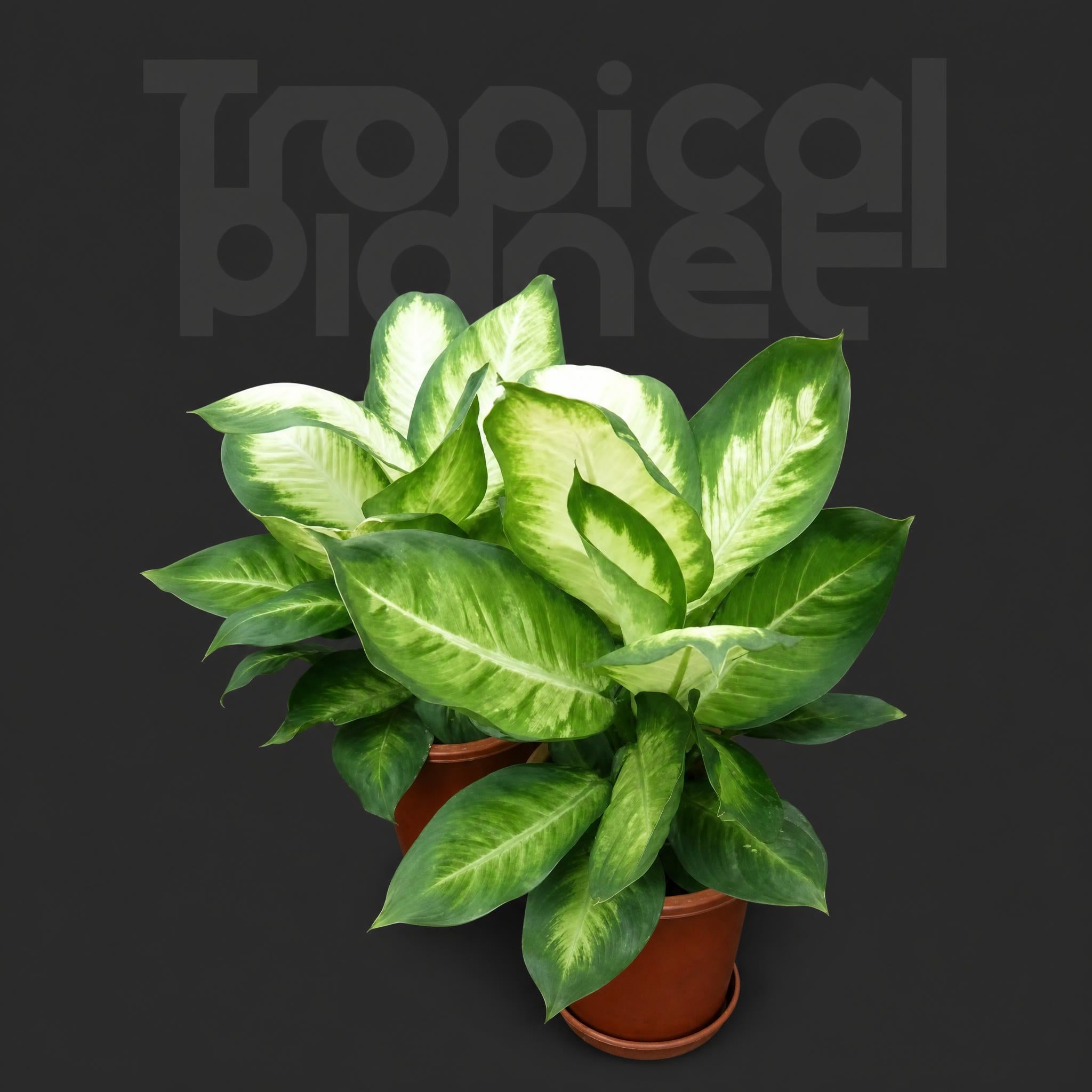 Dieffenbachia Tropic Marianne