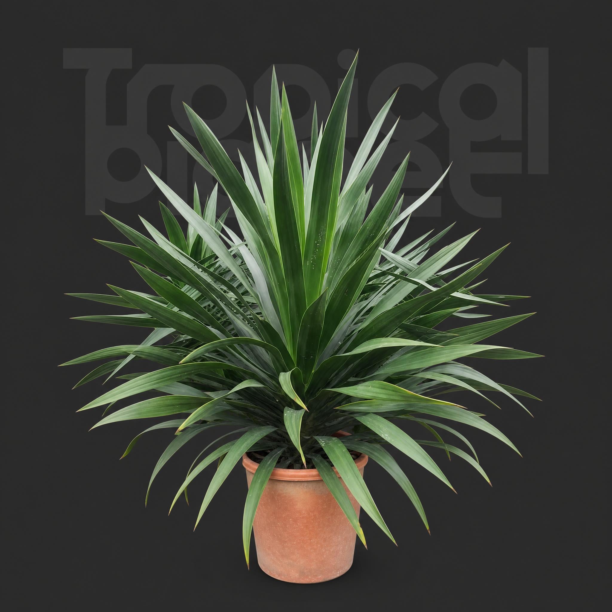 Dracaena outer space