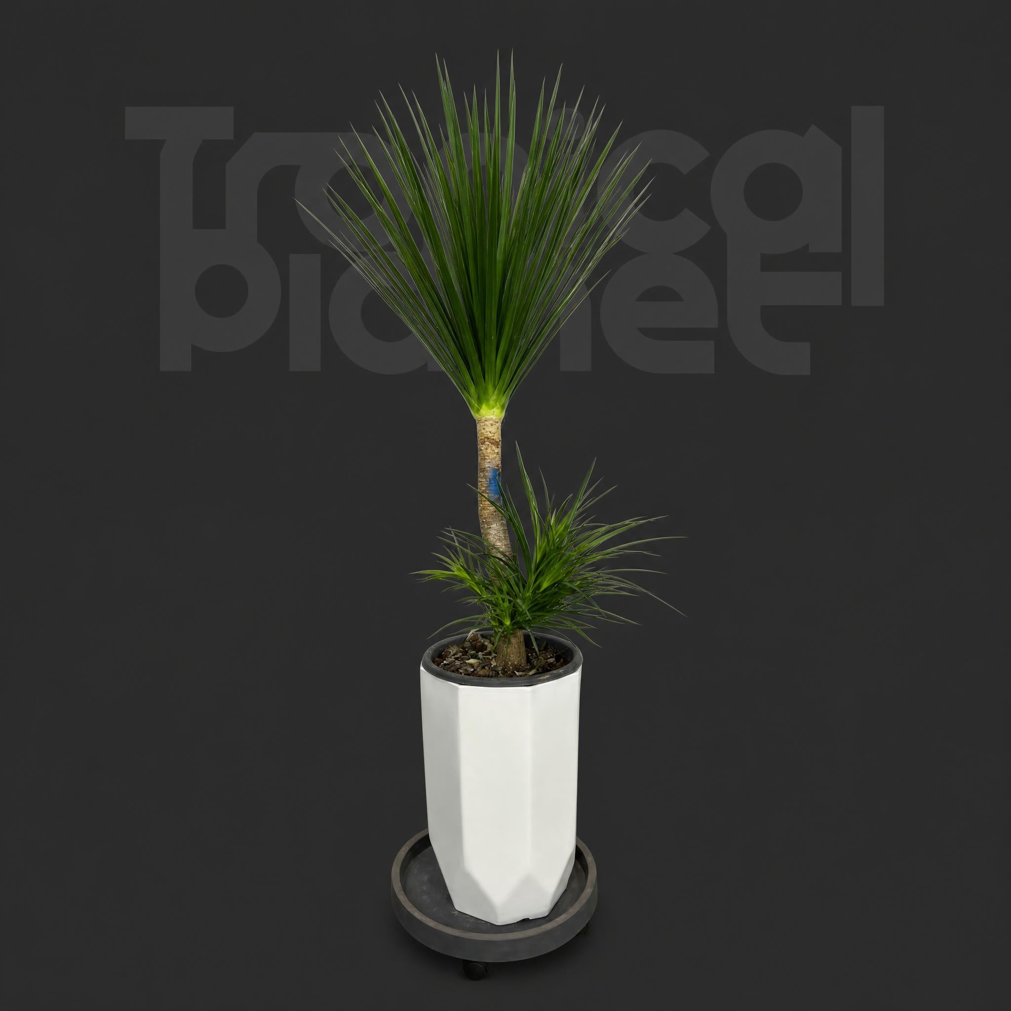 Dracaena Pleomele angustifolia